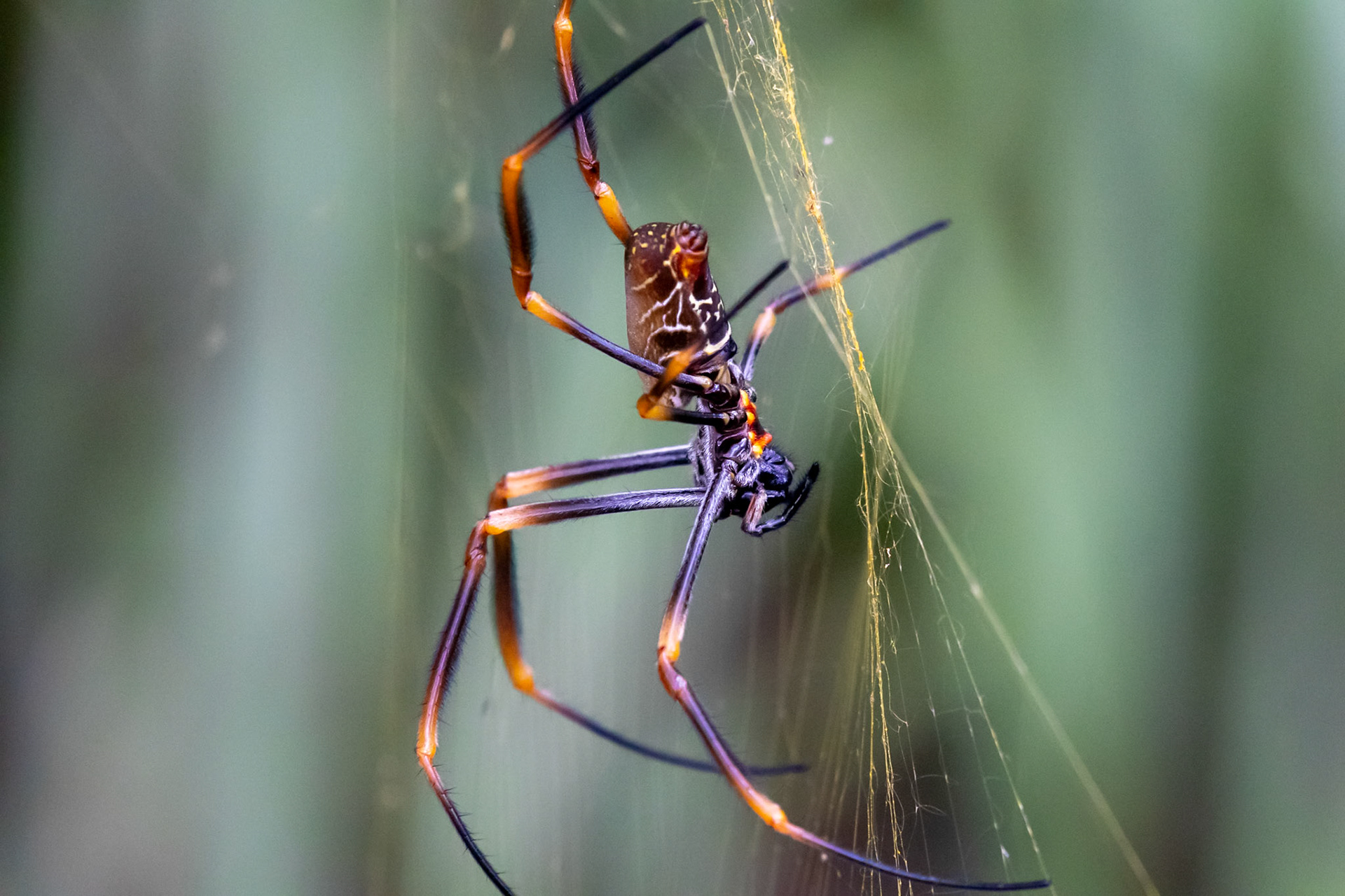 Golden silk orb-weaver
