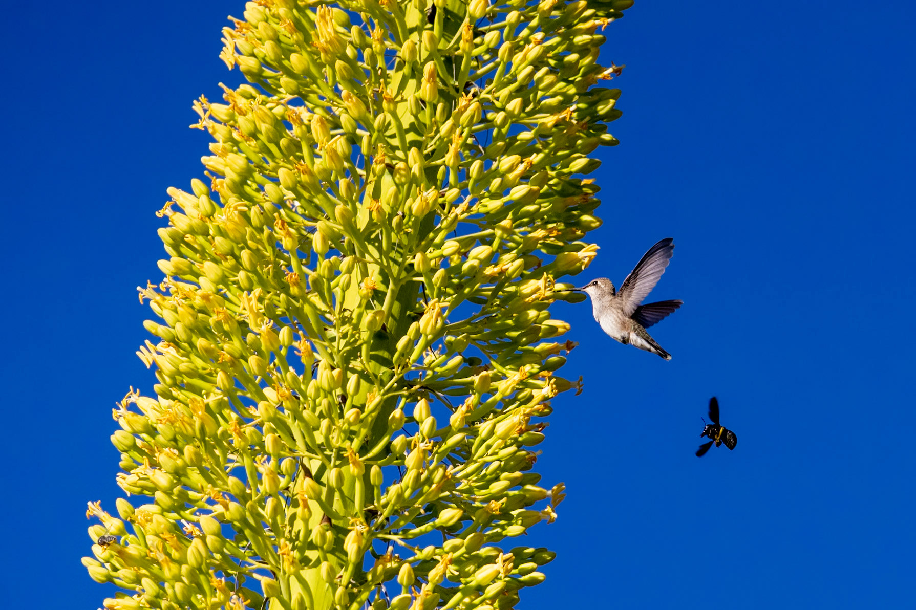 Black-chinned Hummingbird (Archilochus alexandri)
