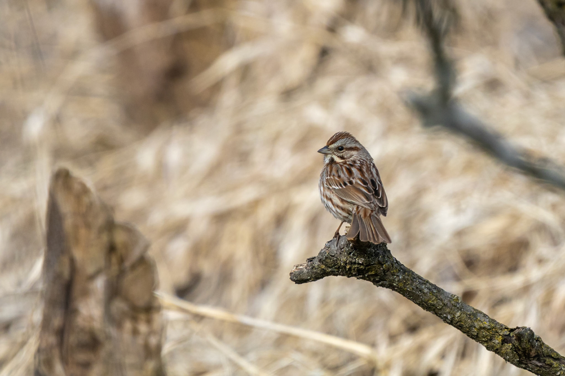 Song Sparrow (Melospiza melodia)