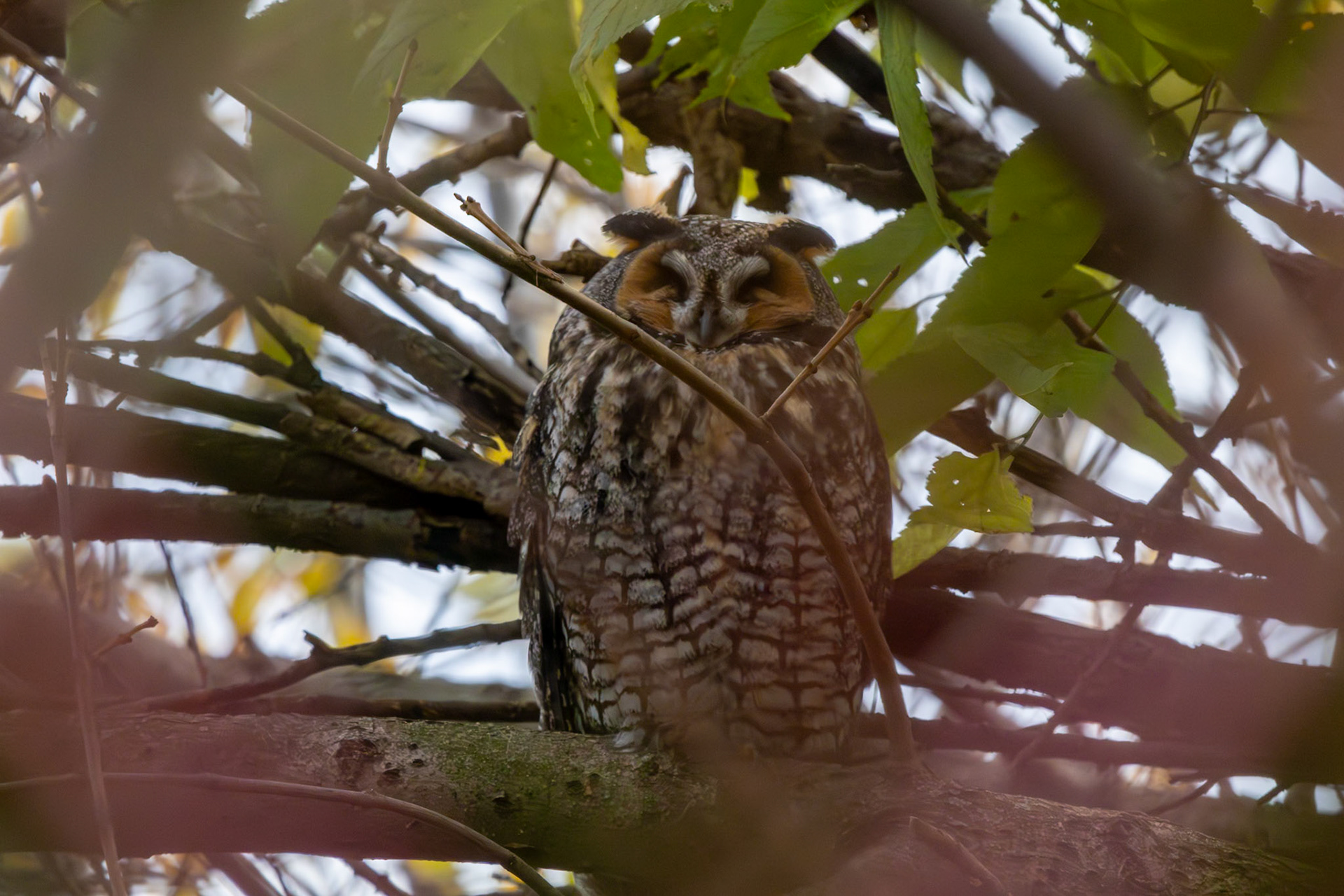 Long-eared Owl (asio otus)