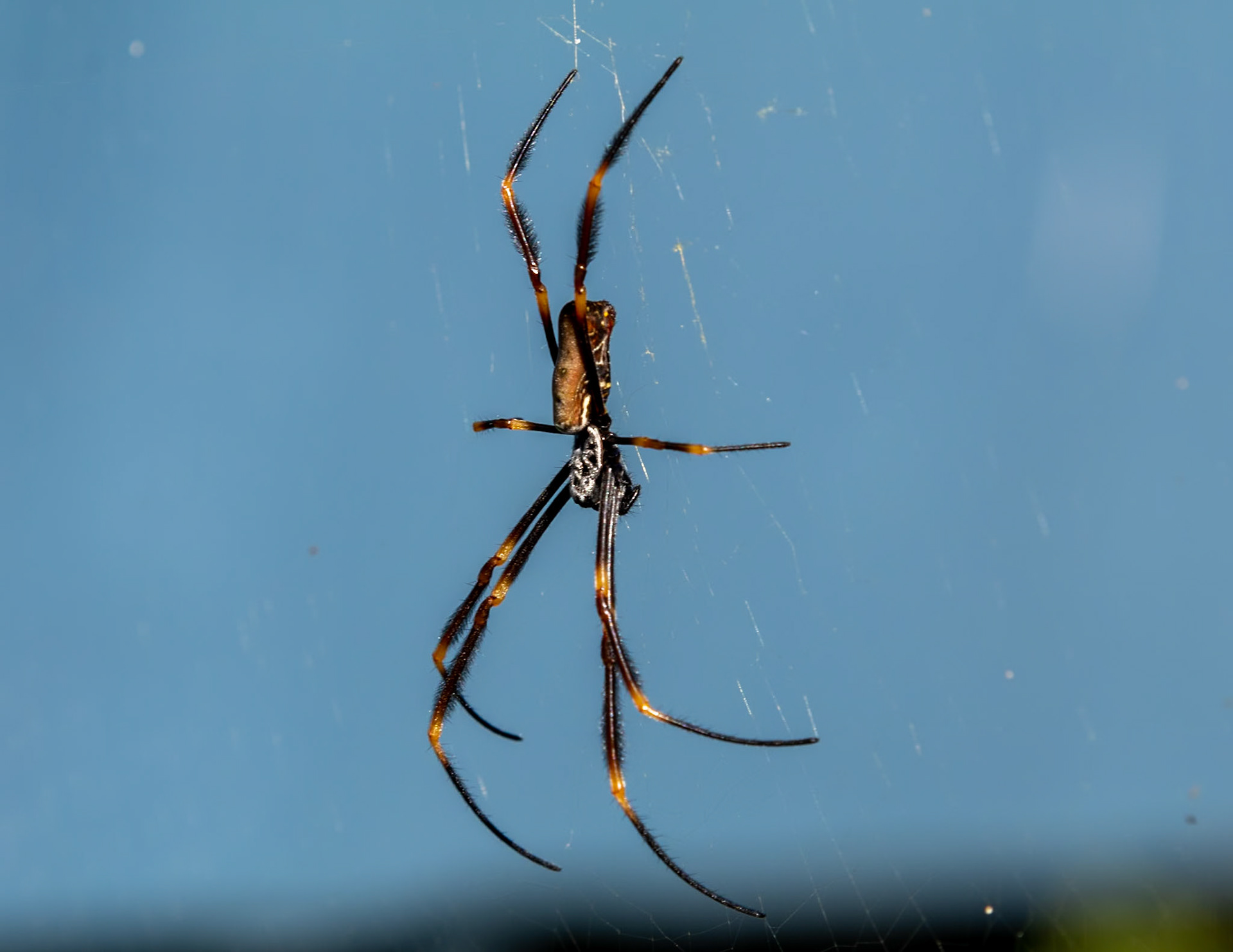 Spider by Norman Creek