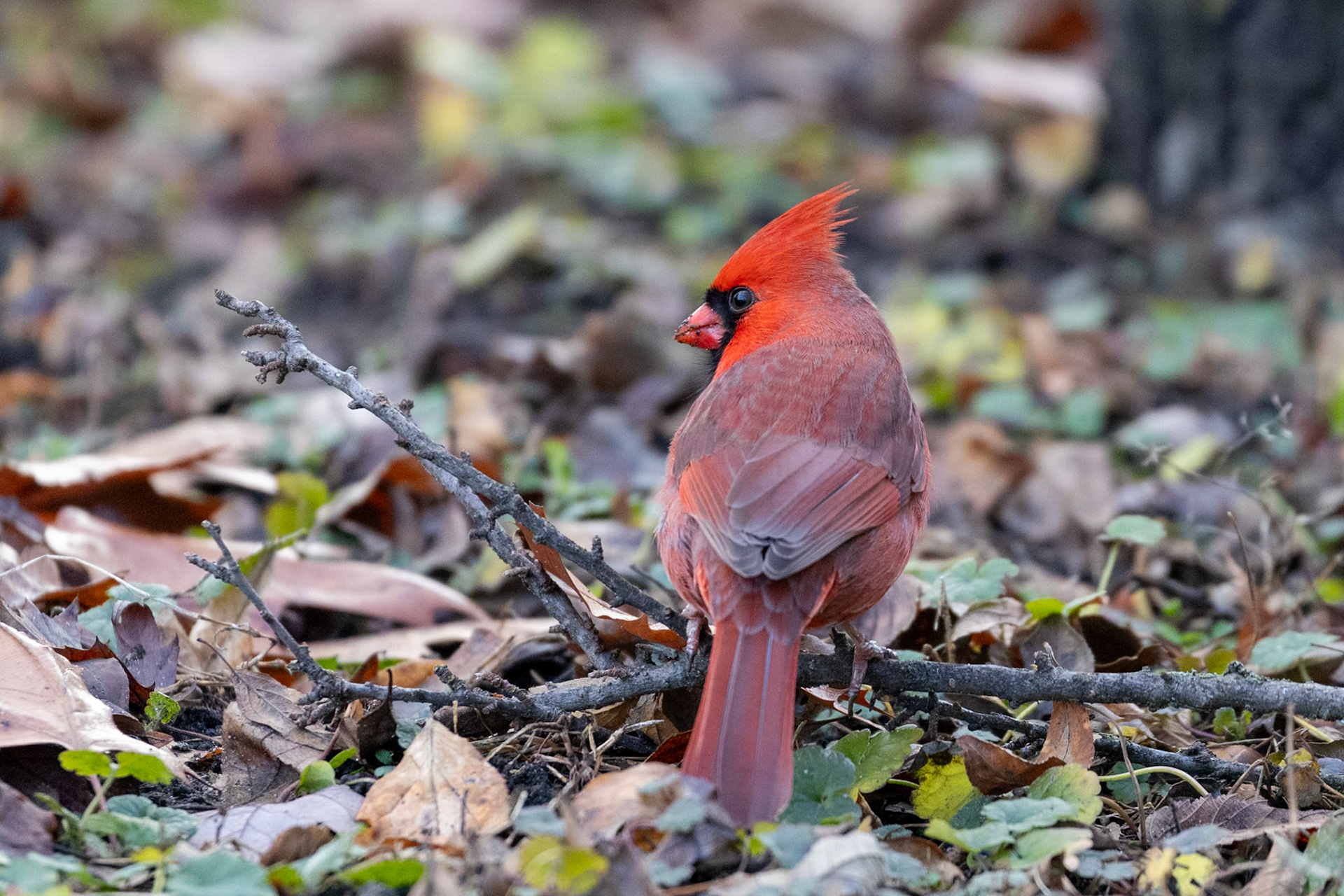 Northern cardinal (cardinalis cardinalis)