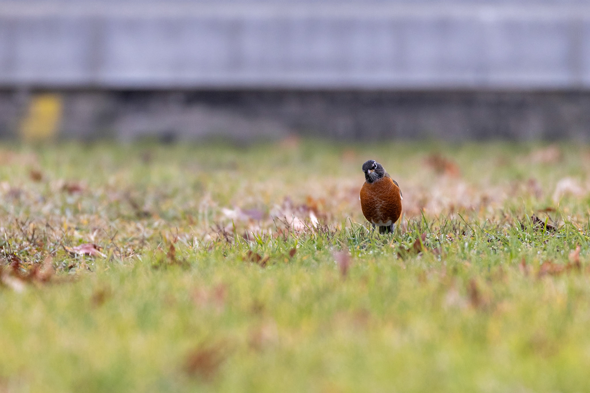 American Robin (turdus migratorius)