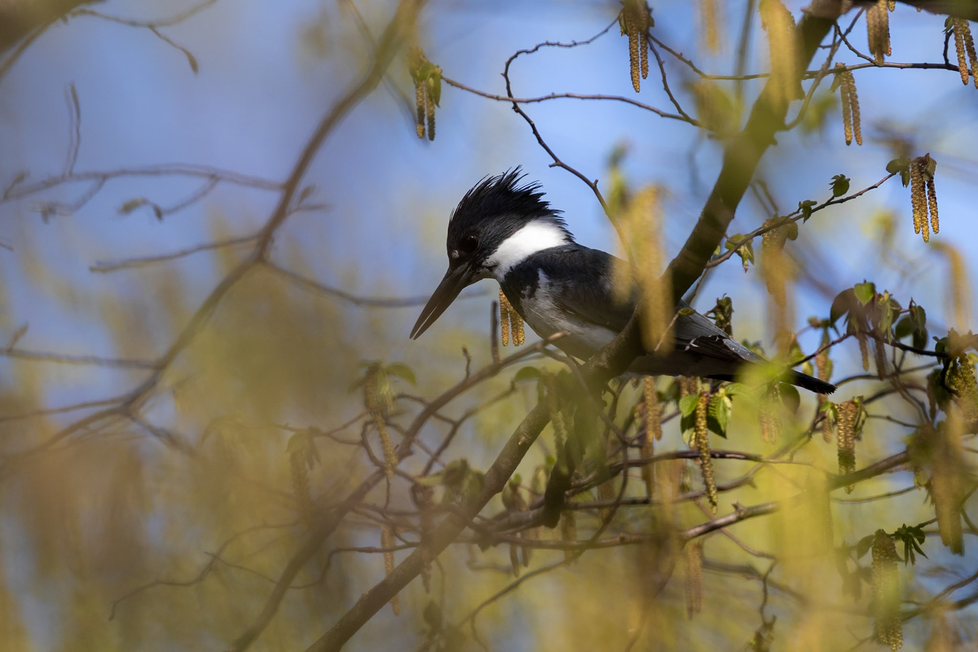 Belted Kingfisher (megaceryle alcyon)