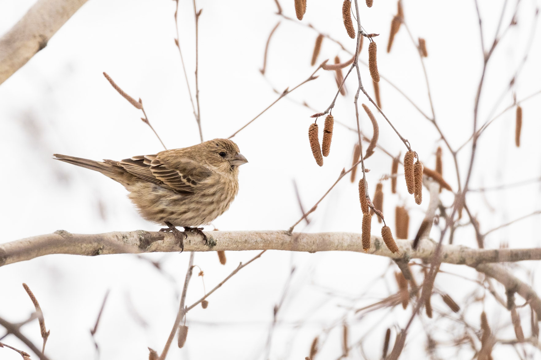 House Finch (female) (Haemorhous mexicanus)