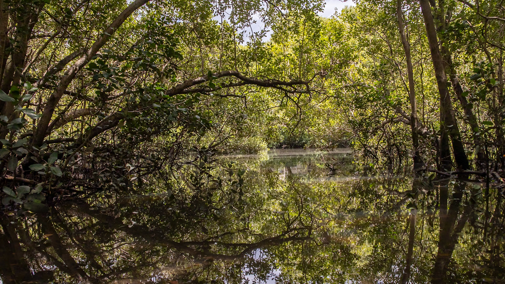 Norman Creek reflections