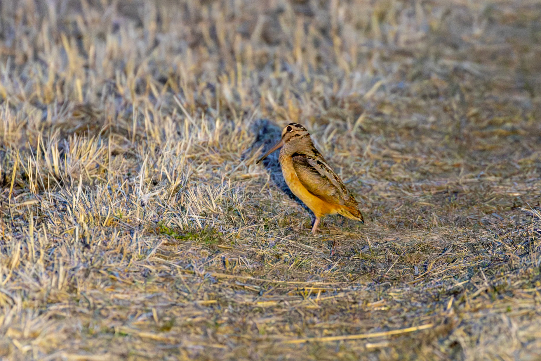 American Woodcock (Scolopax minor)