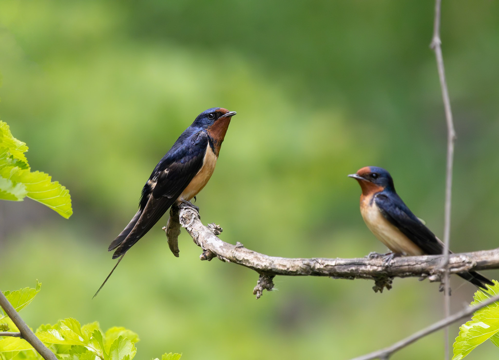 Barn Swallow (hirundo rustica)