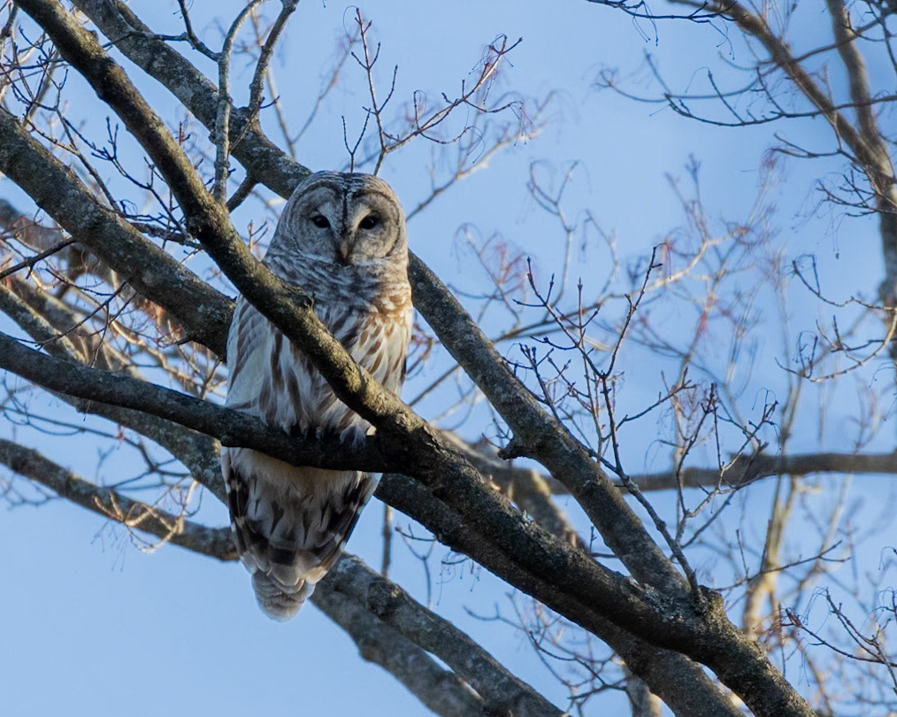 Barred Owl (Strix varia)