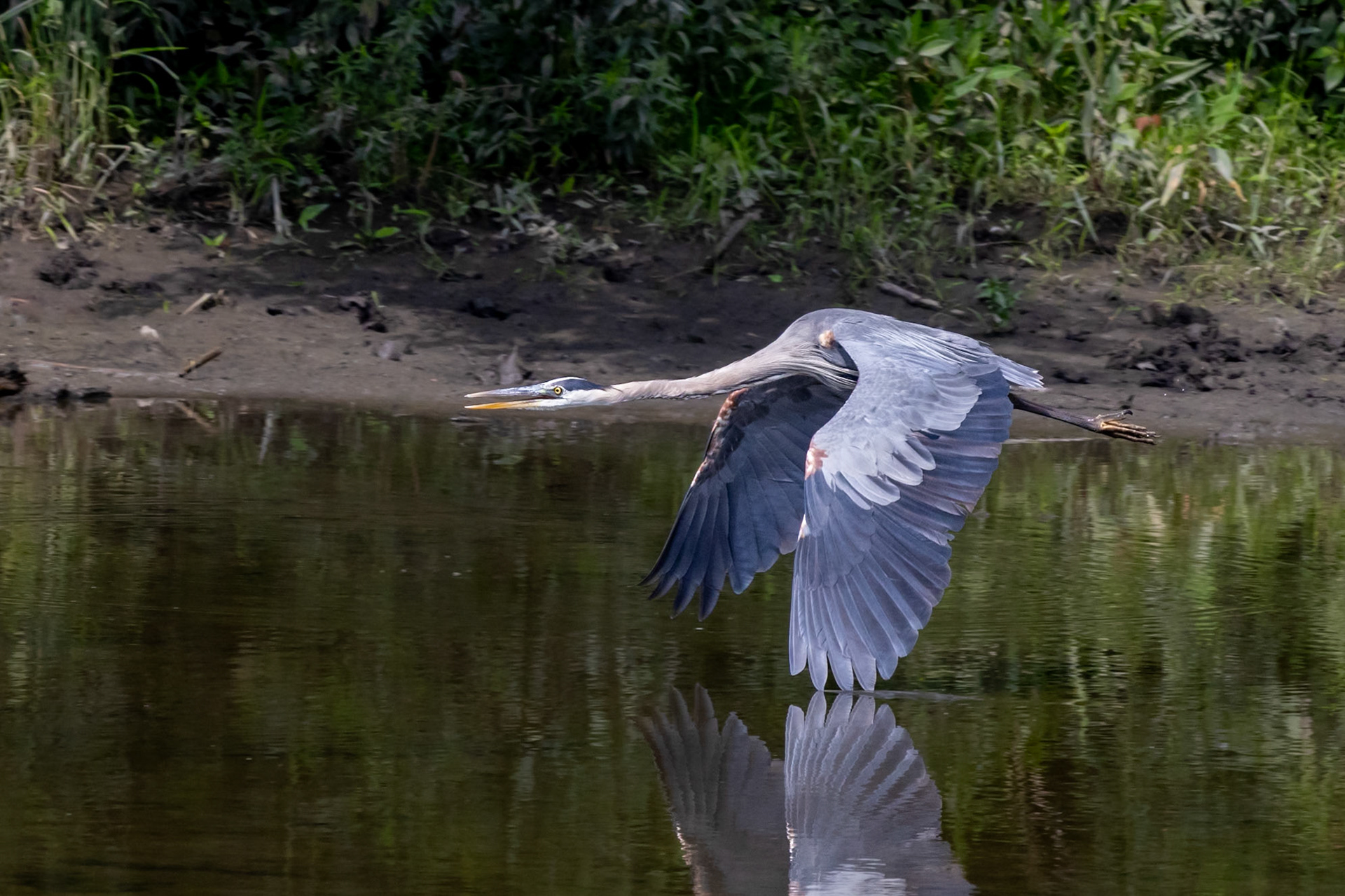 Great Blue Heron (Ardea herodias)