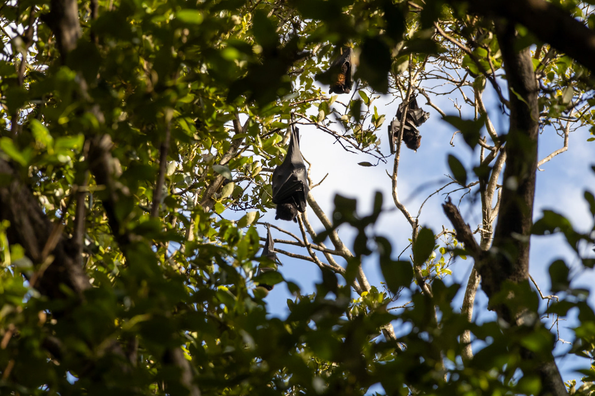Norman Creek bats