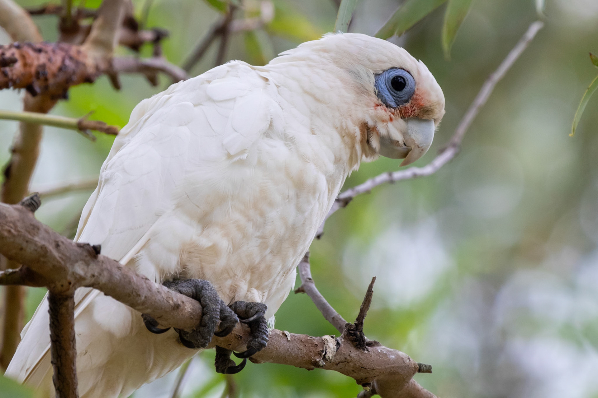 Little corella (Cacatua sanguinea)