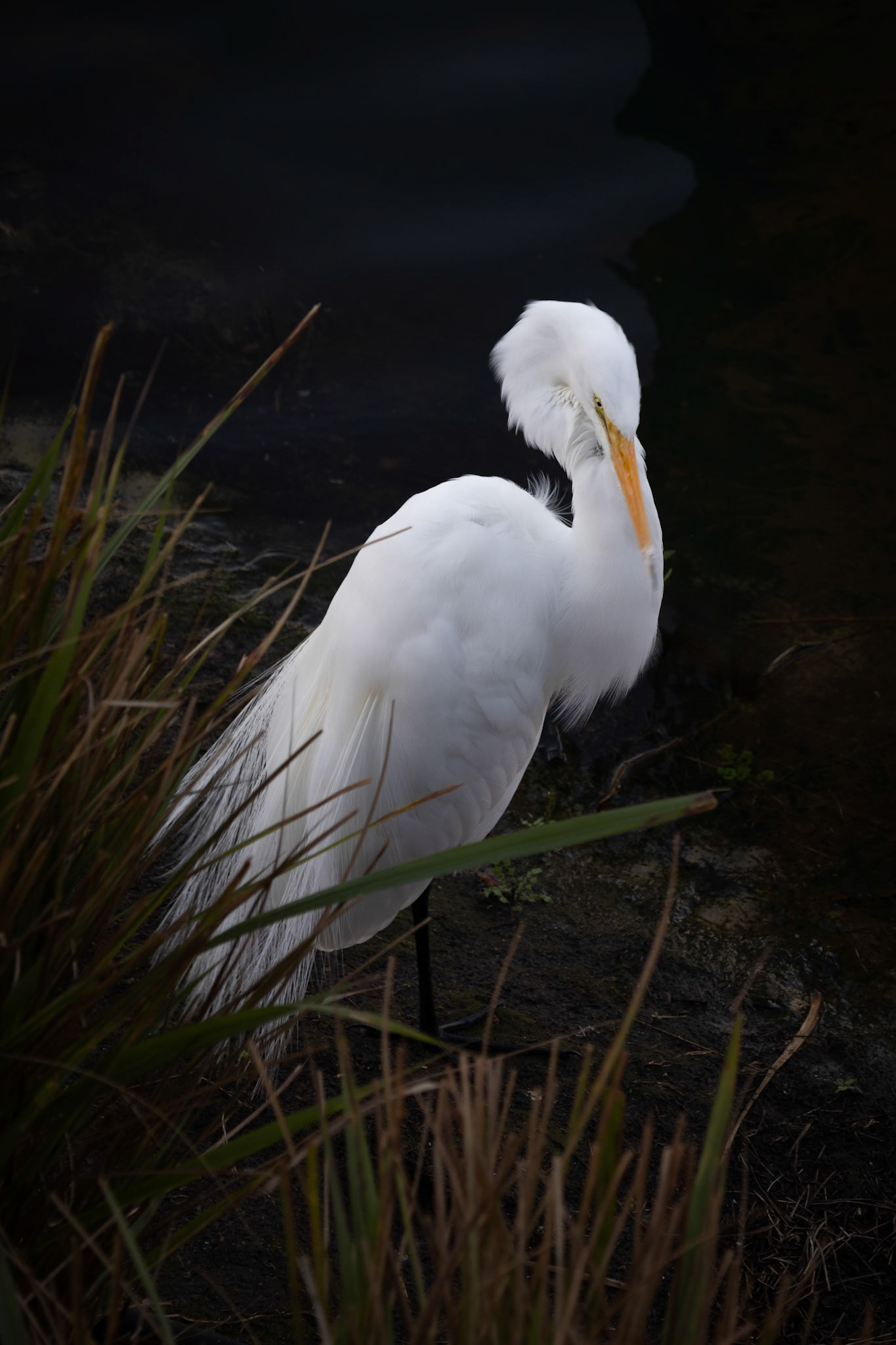 Great Egret (Ardea alba)