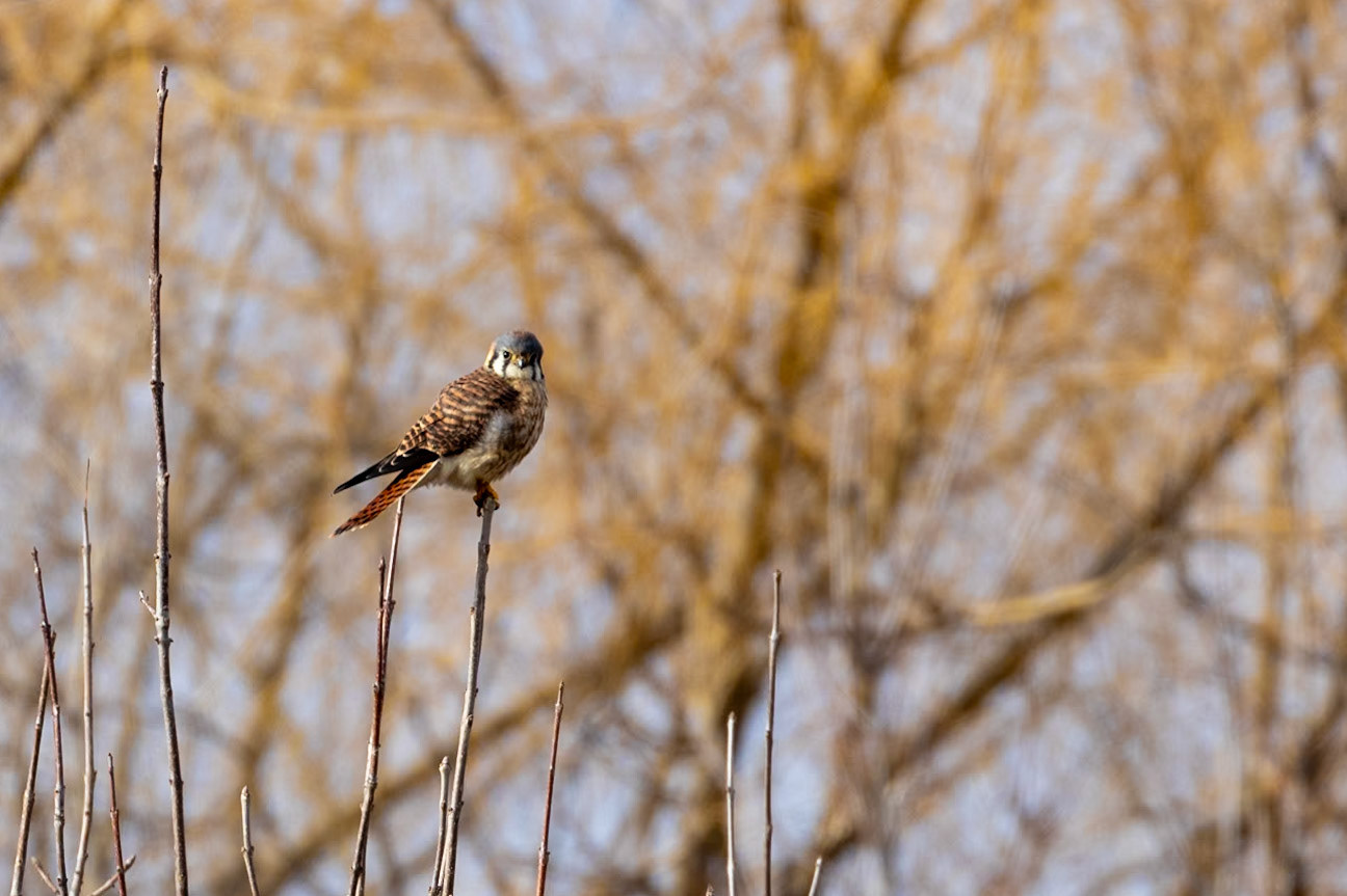 American Kestrel (Falco sparverius)