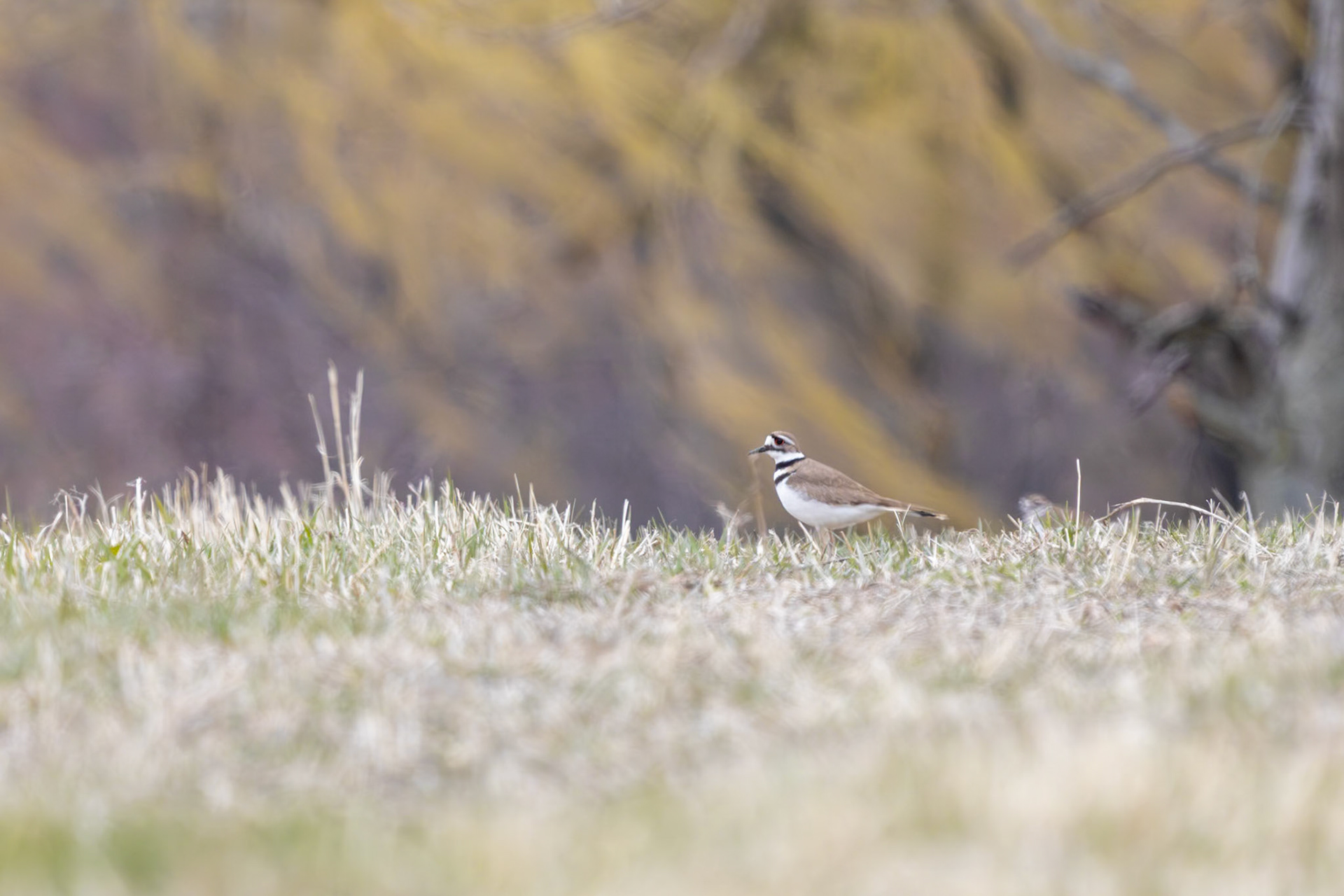 Killdeer (Charadrius vociferus)
