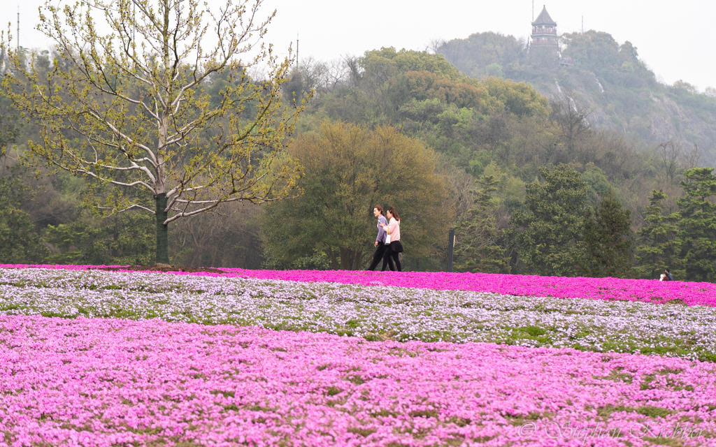 2019 - Botanical Garden - Shanghai / China
