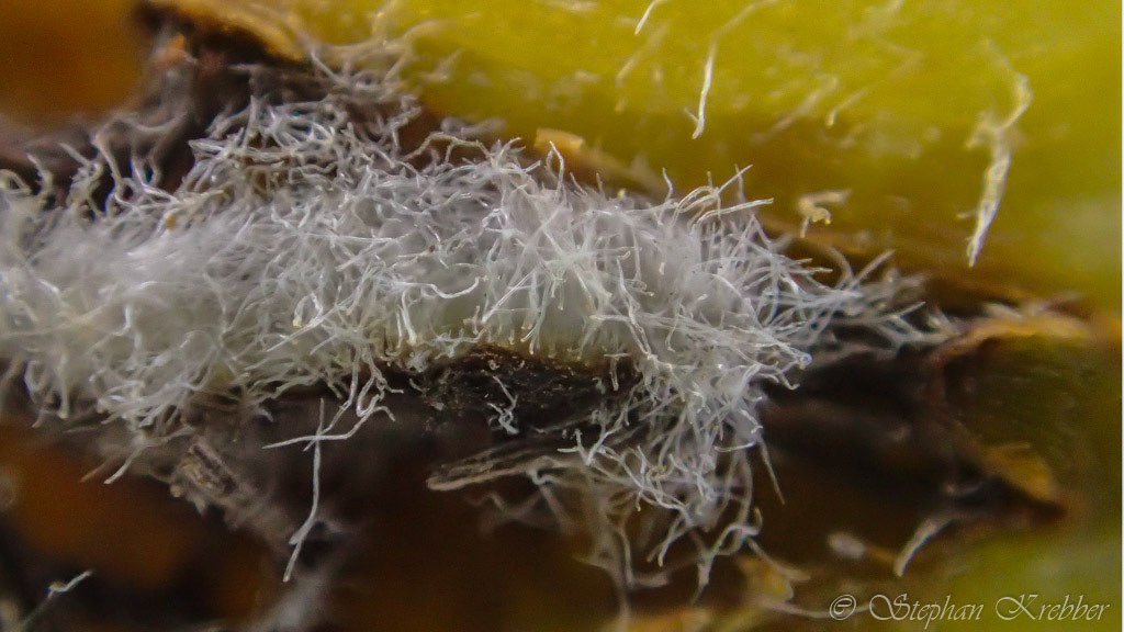2015 - Apple Macro - Shanghai / China