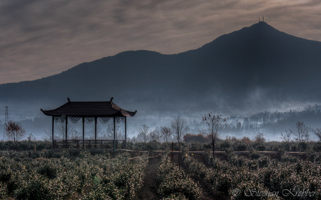 2017 - Tea farm - Tengchong / China