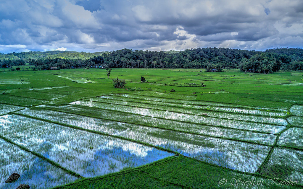 2016 - Rice field - Bohol / Philippines
