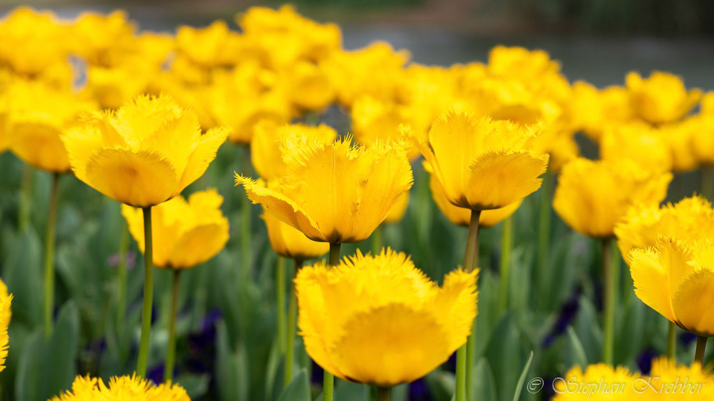 2019 - Botanical Garden - Shanghai / China