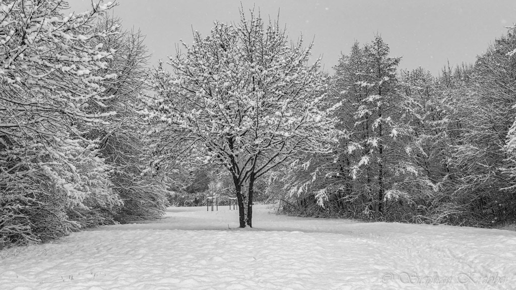 2019 - Trees - Leverkusen / Germany