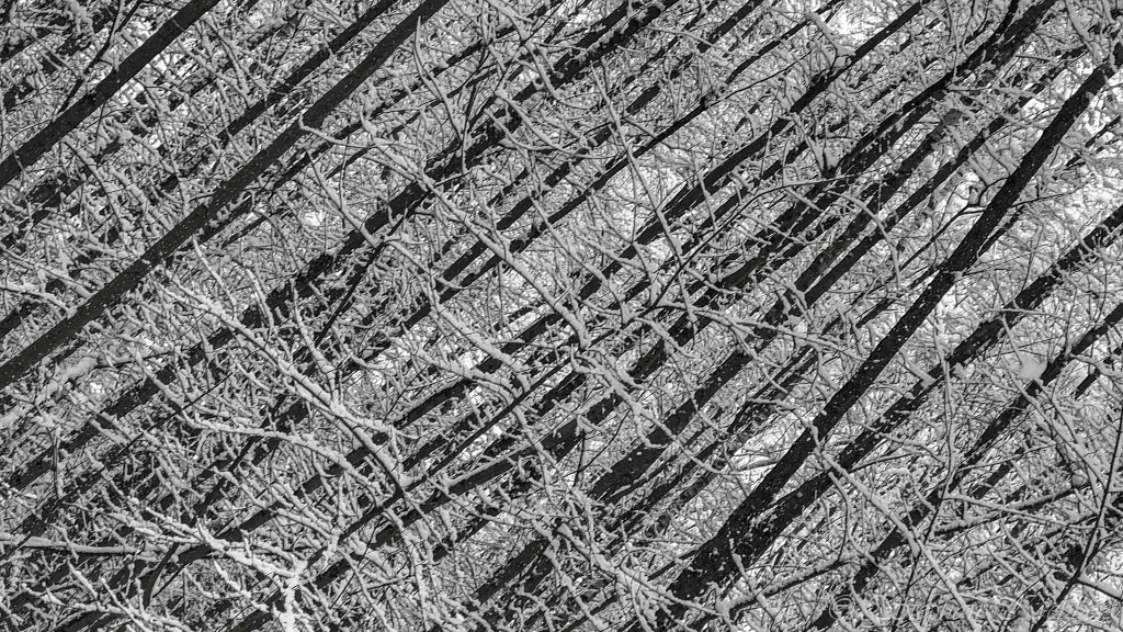 2019 - Trees III - Leverkusen / Germany