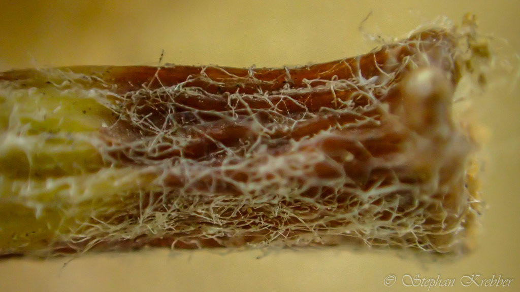 2015 - Apple stalk Macro - Shanghai / China