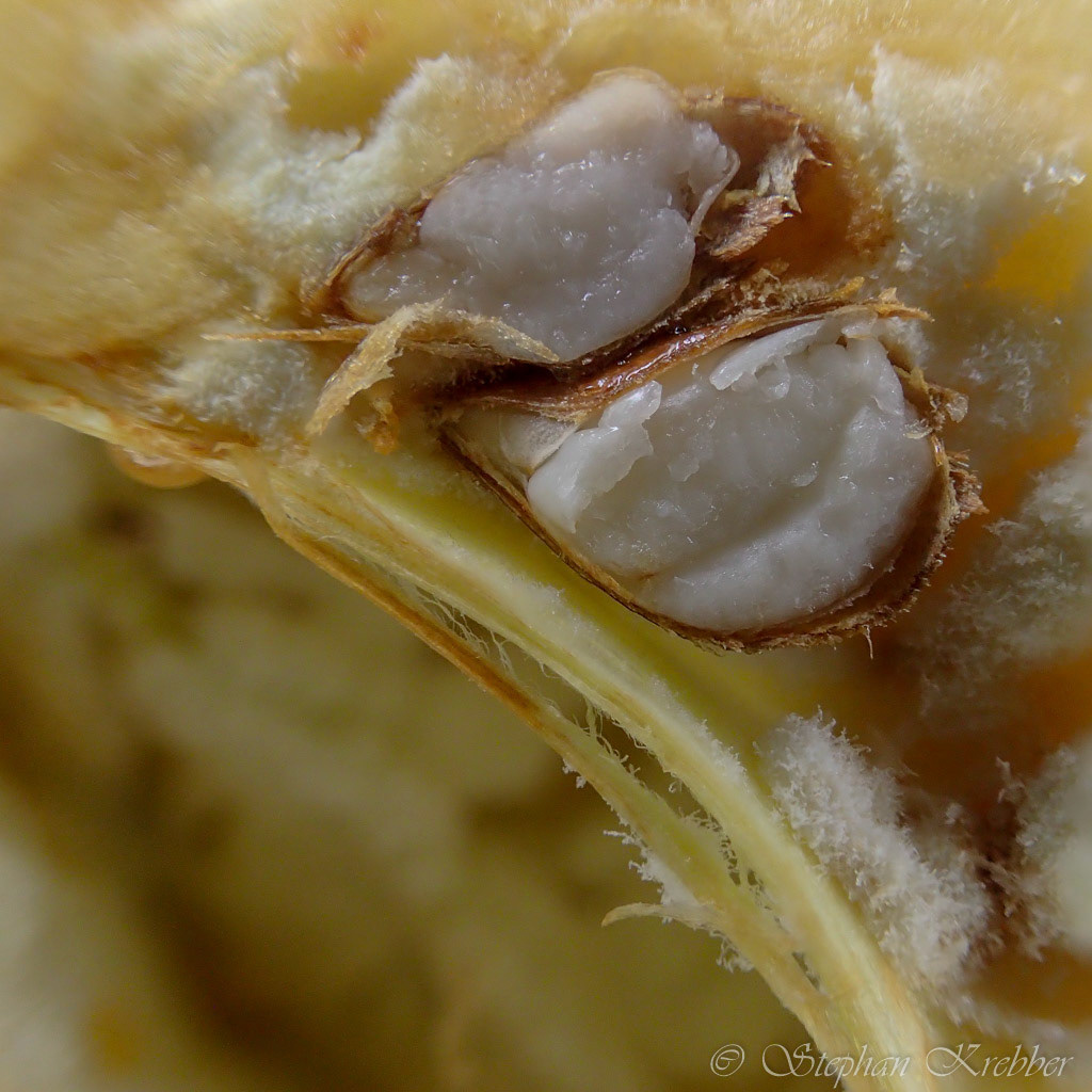 2015 - Apple core Macro - Shanghai / China