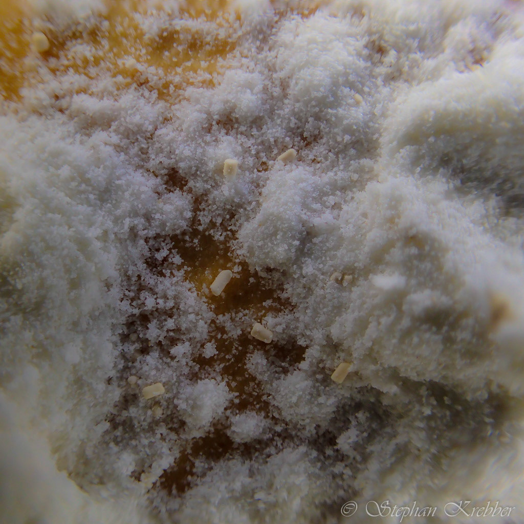 Flour macro foto