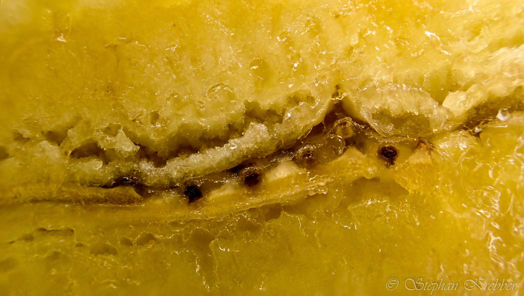 2015 - Banana Macro - Shanghai / China