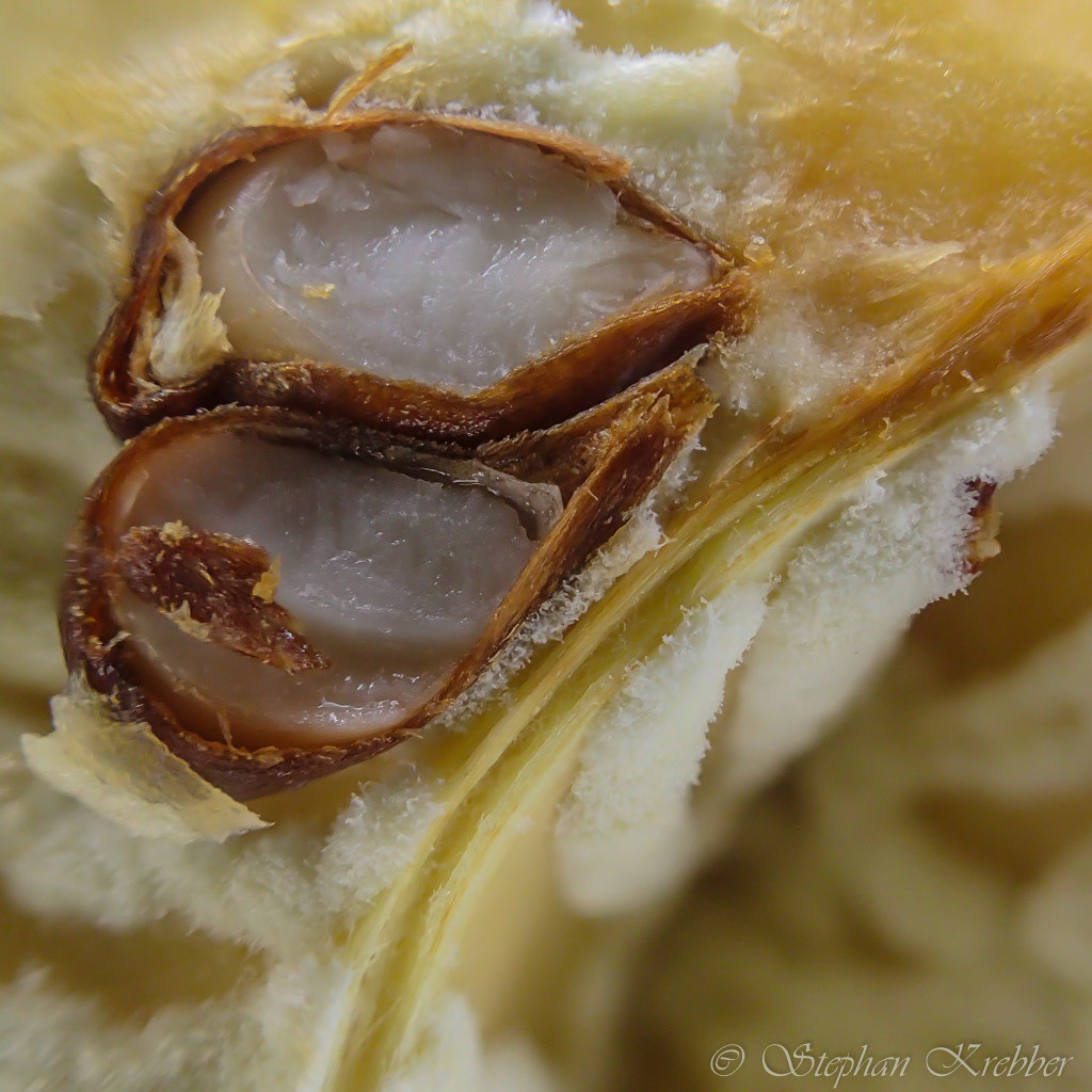 2015 - Apple core Macro - Shanghai / China