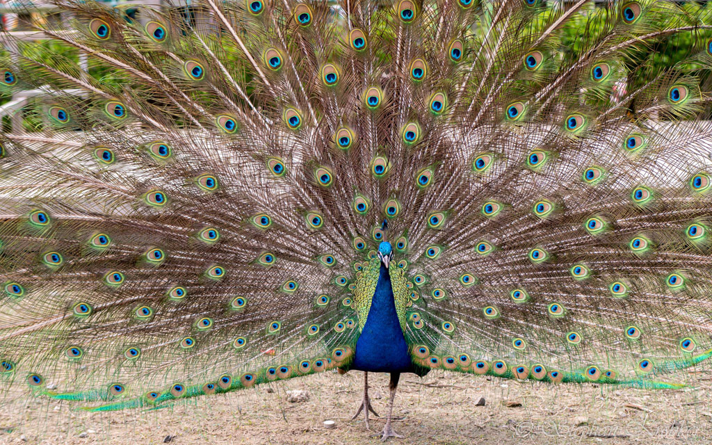2019 - Botanical Garden - Shanghai / China