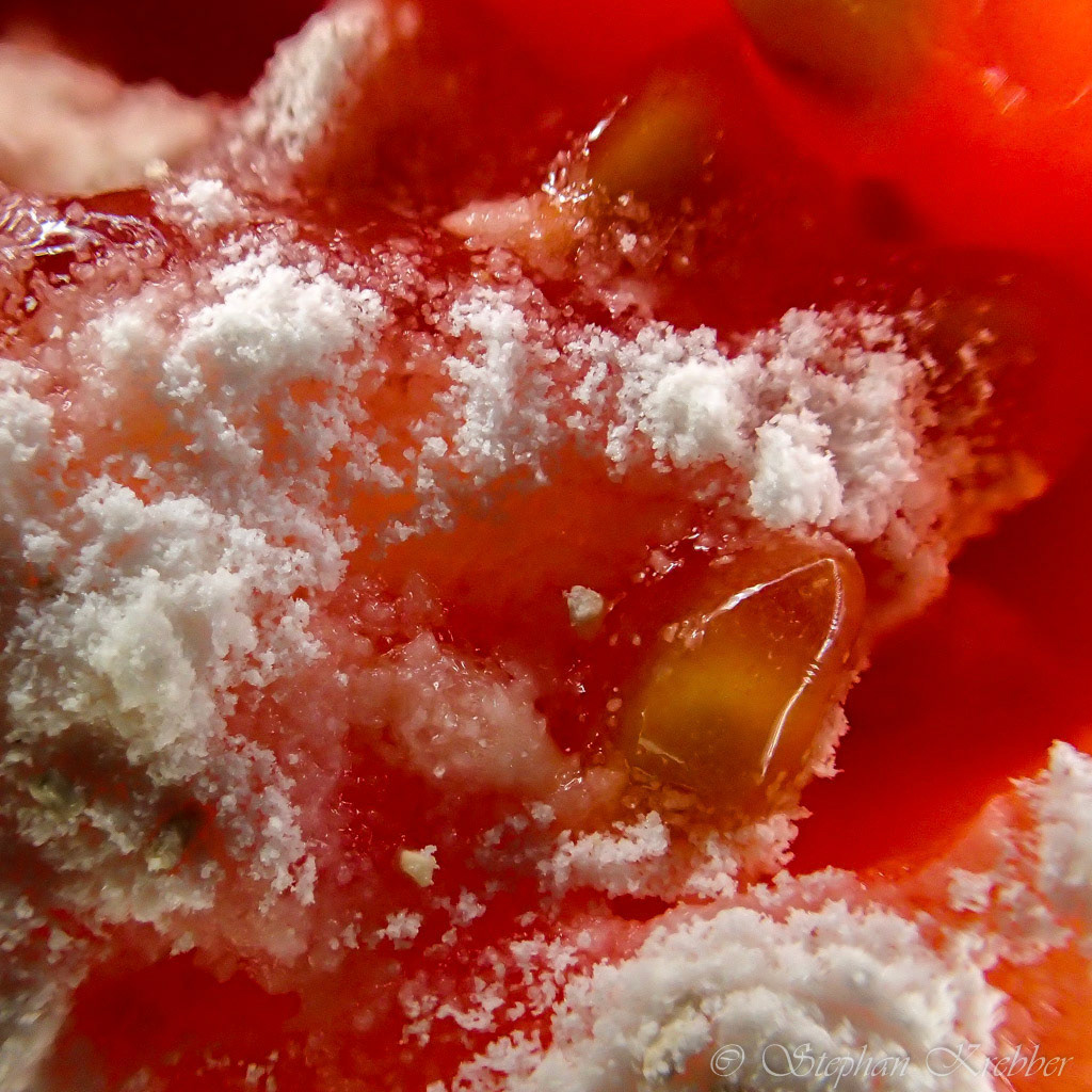 Tamato with flour macro foto