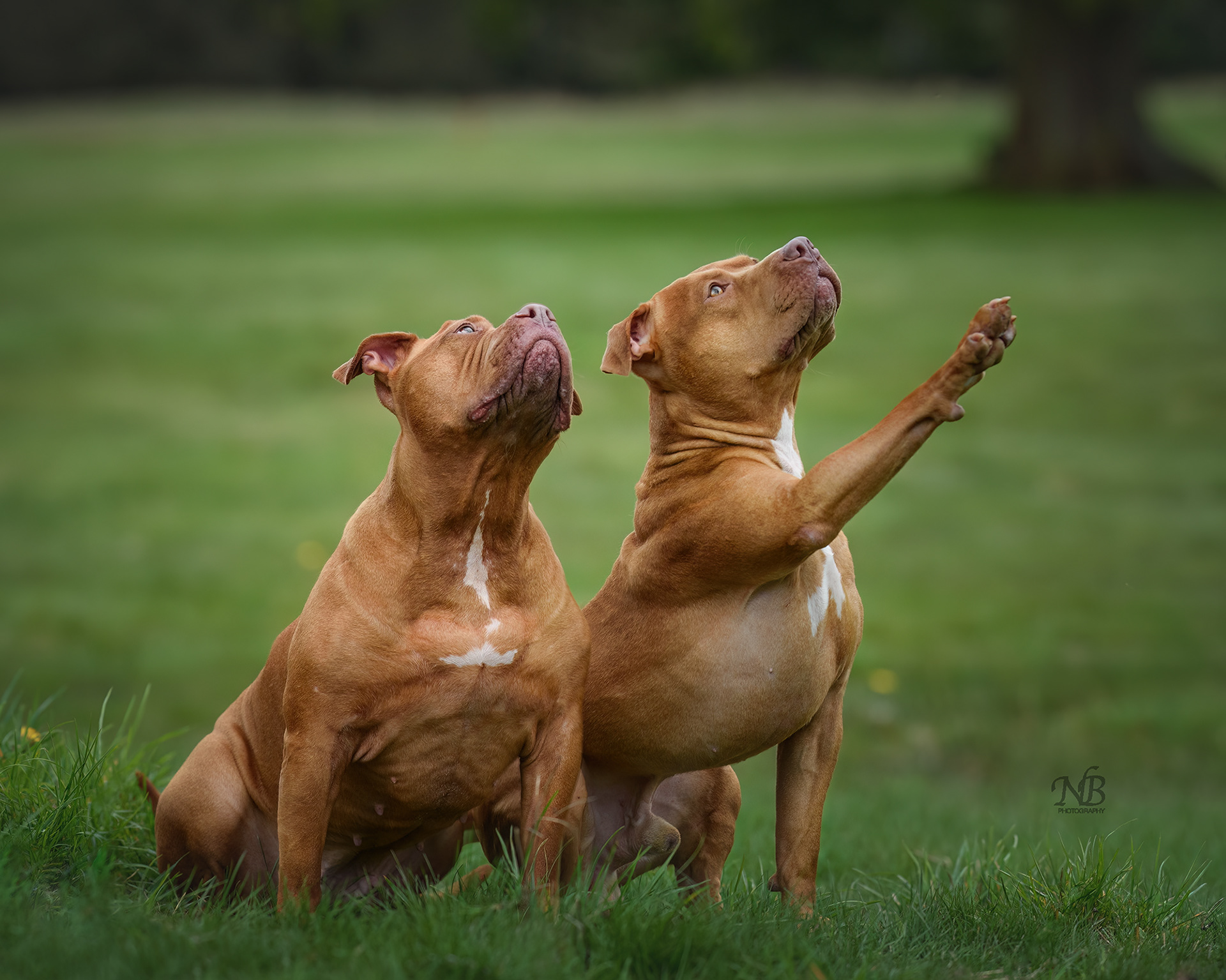 Leo and Athena