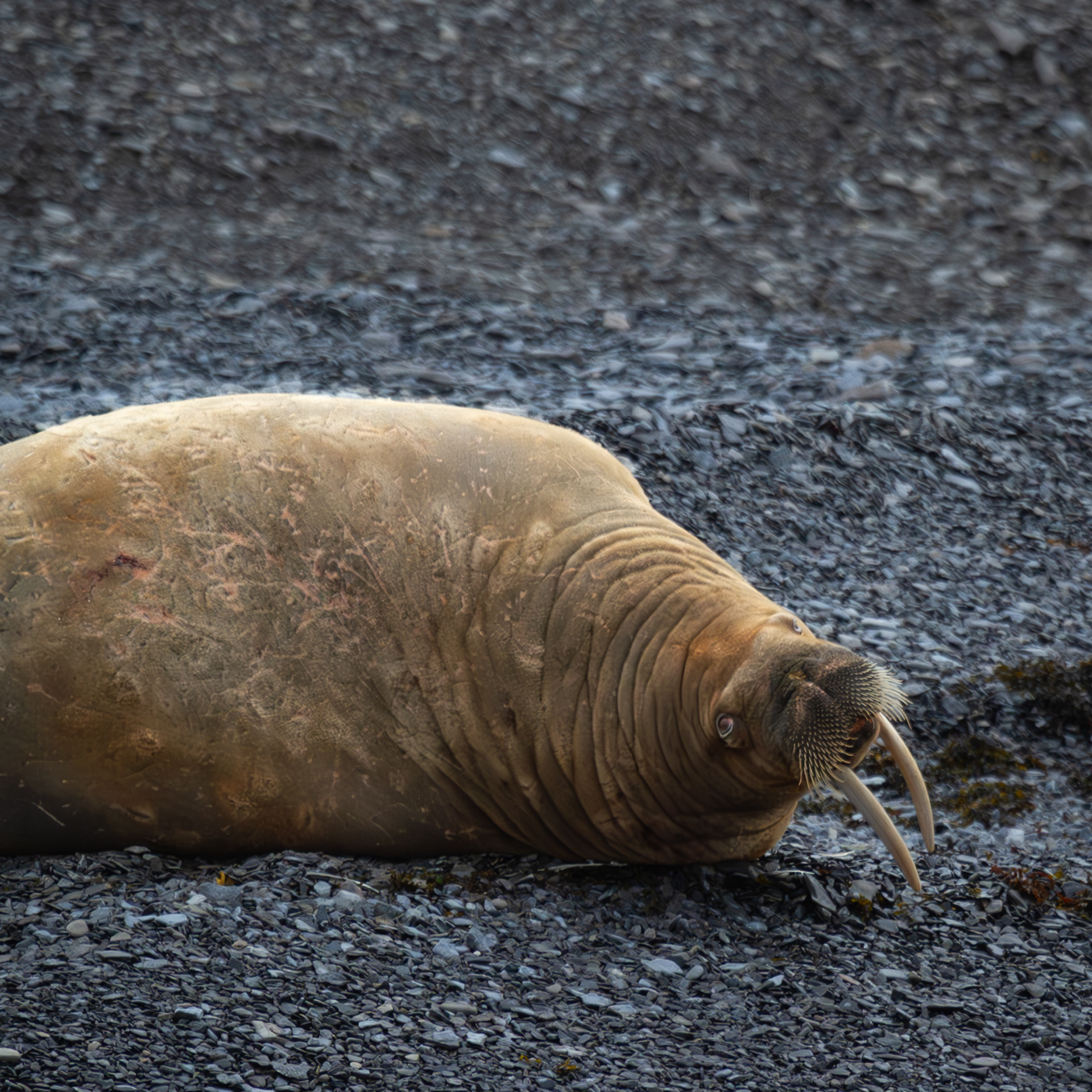 Curious Walrus 