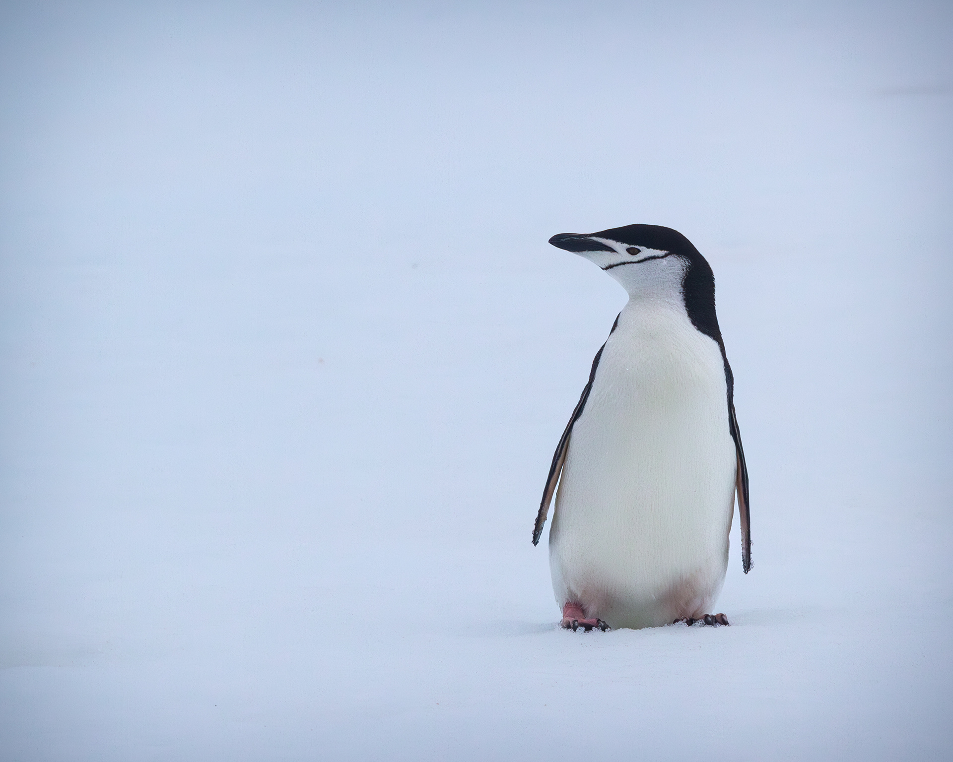 Lone Chinstrap Penguin 