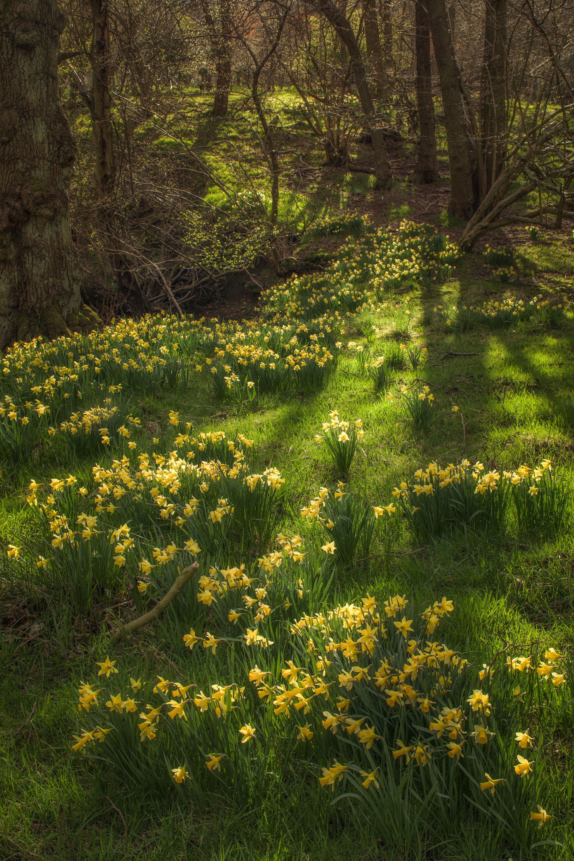 Wild Daffodils 