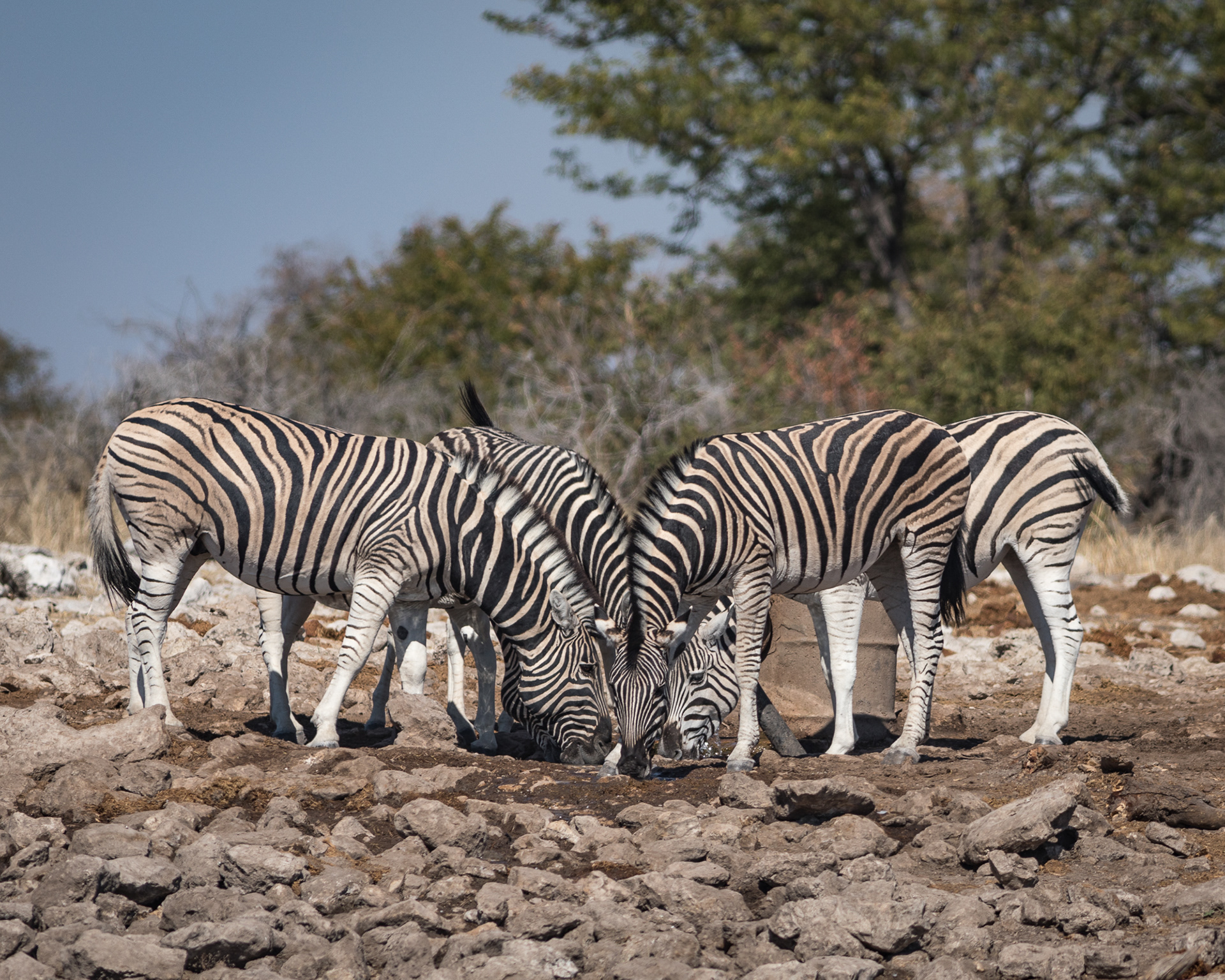 A Confusion of Zebra