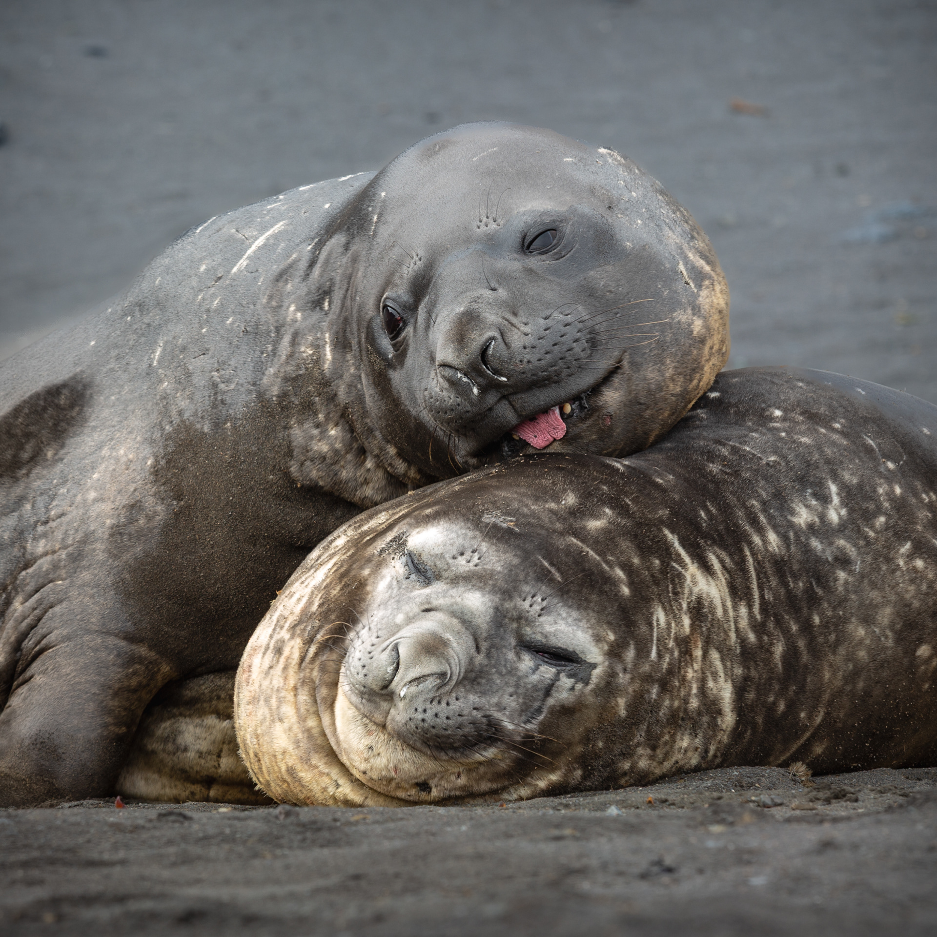 Juvenile Elephant Seals 