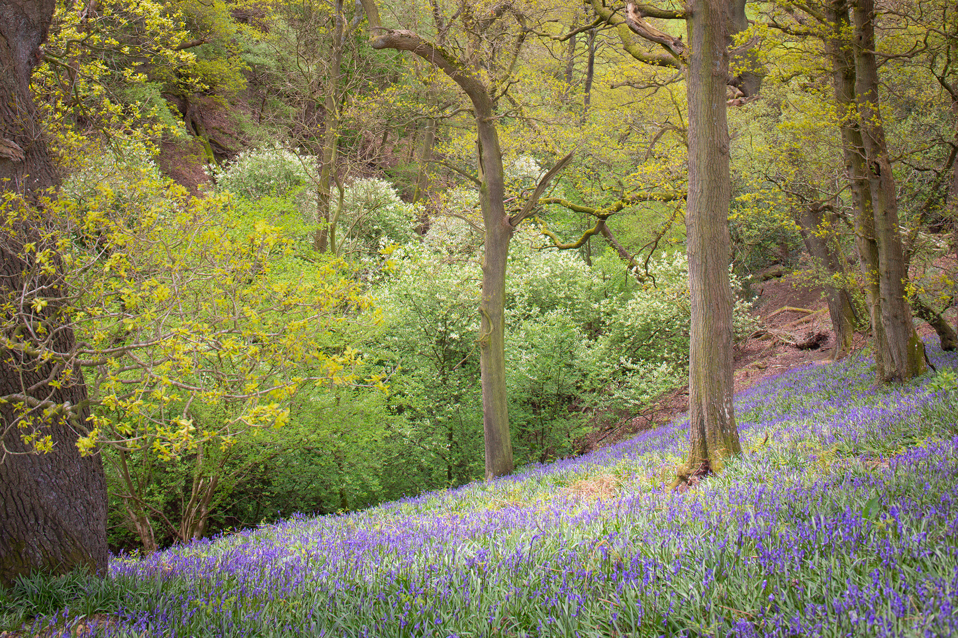 Farndale Bluebells 