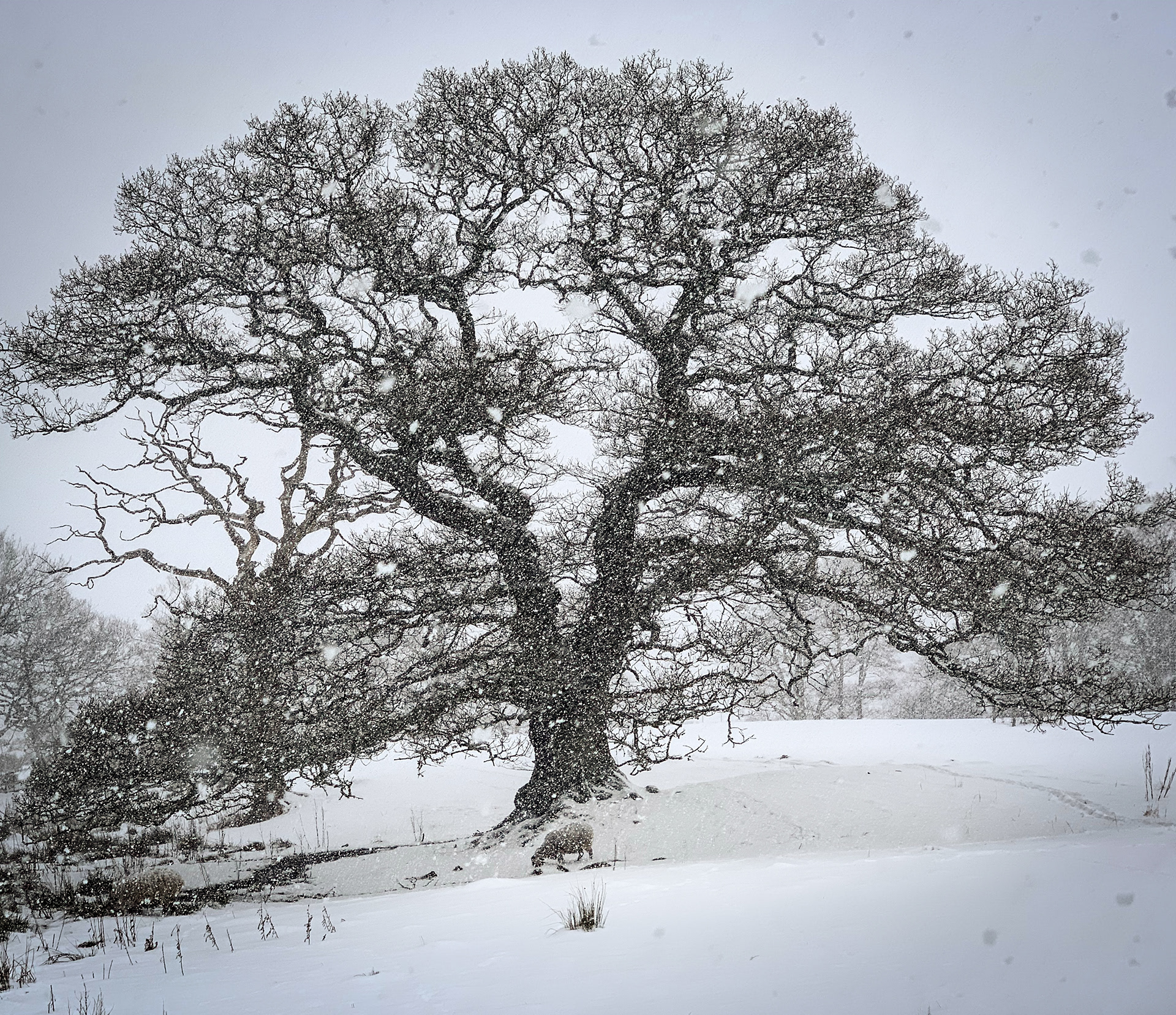 Shelter From the Storm 