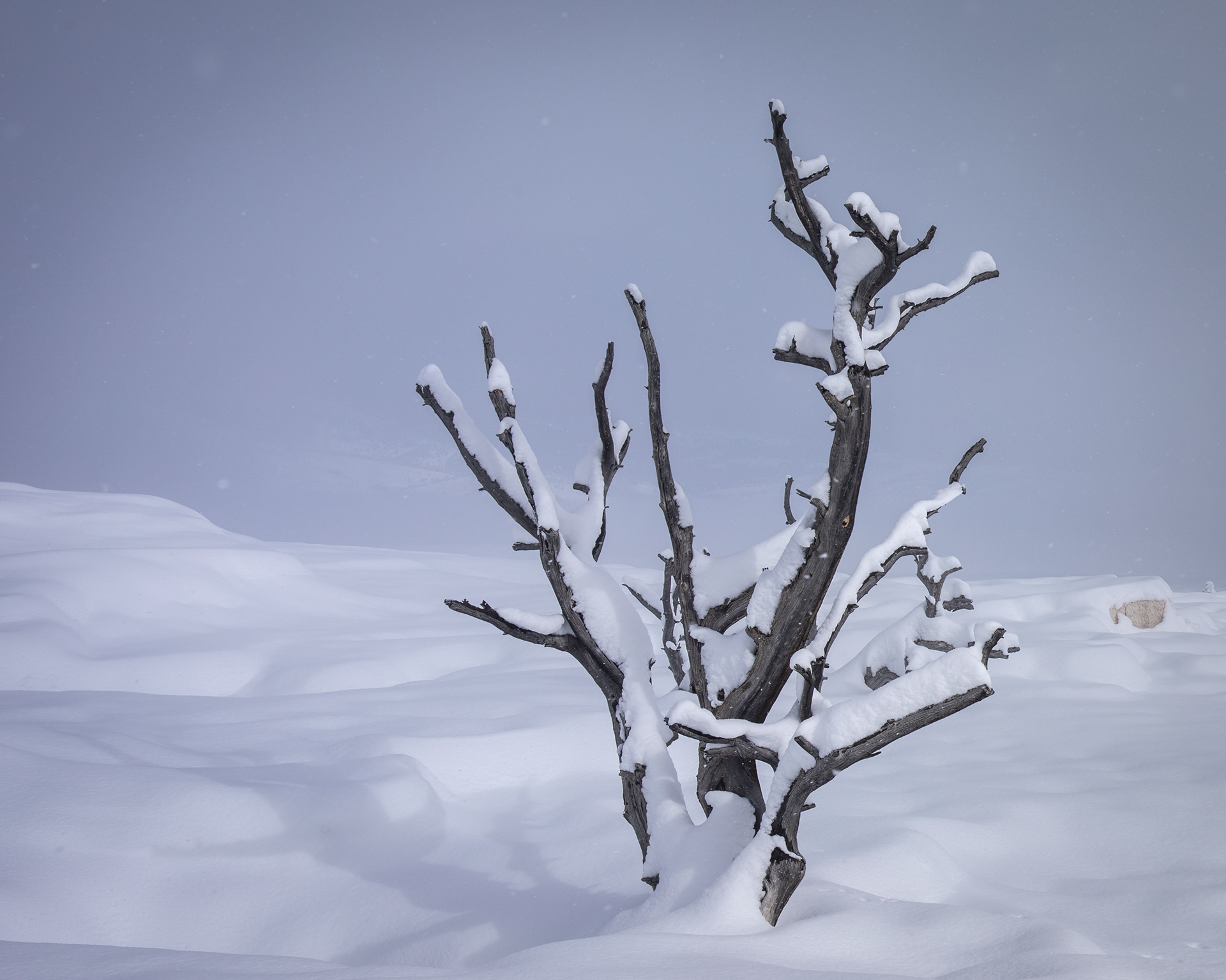 Snow Tree