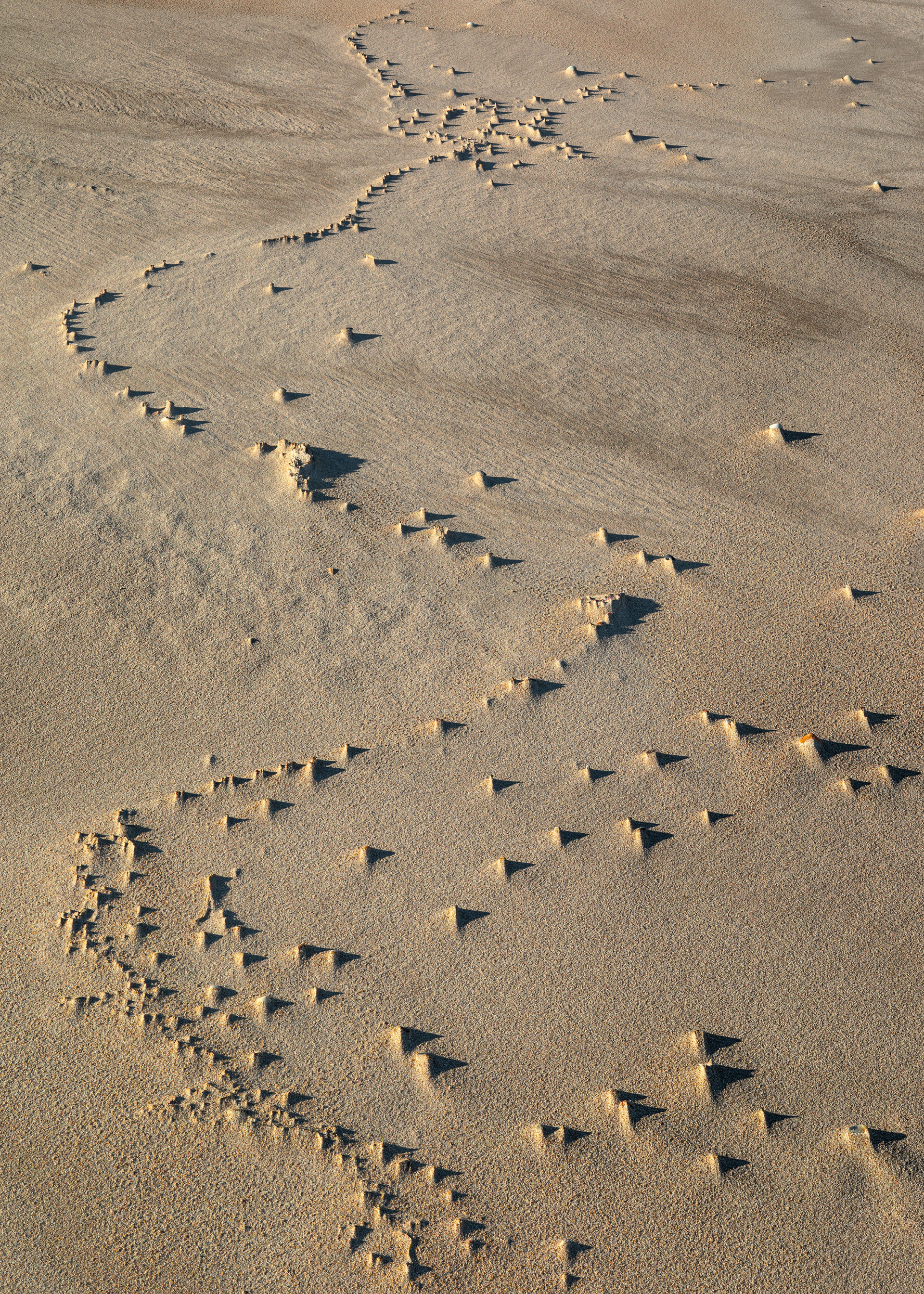 Strand Line Sand Dunes