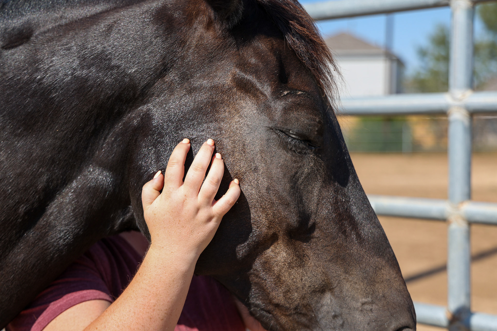 A program specialist pets an equine therapy horse at the Bexar County Juvenile Probation Department’s CHAPS program on Oct. 1, 2025, in San Antonio.