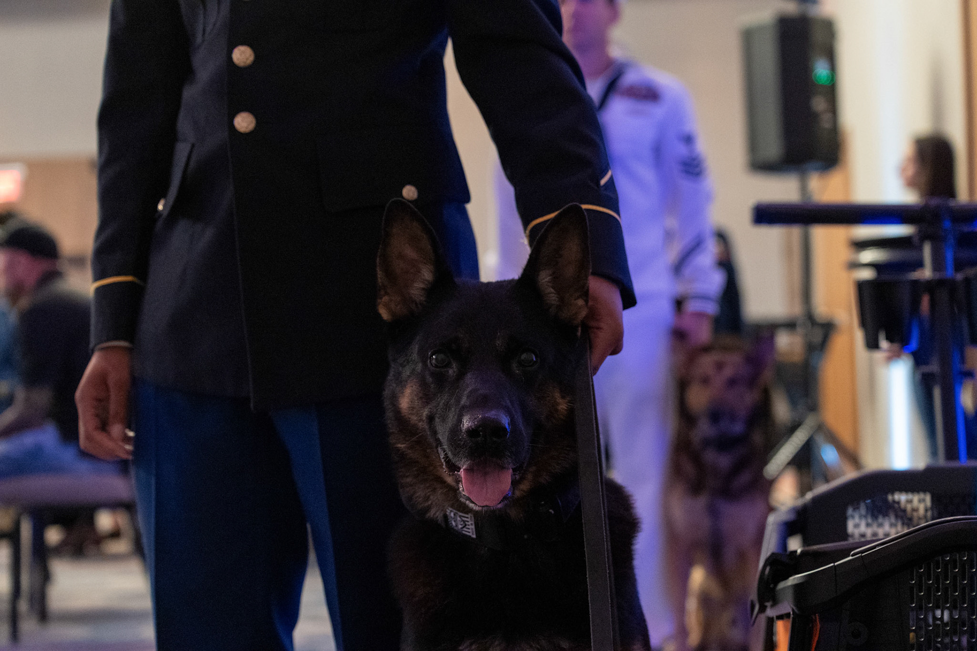 Military working dog Balansy waits on  the side of the ballroom before a ceremony honoring fallen K-9 teams at the U.S. War Dogs Association’s 25th anniversary event Friday, Oct. 17, 2025, at the Plaza San Antonio Hotel &amp; Spa.