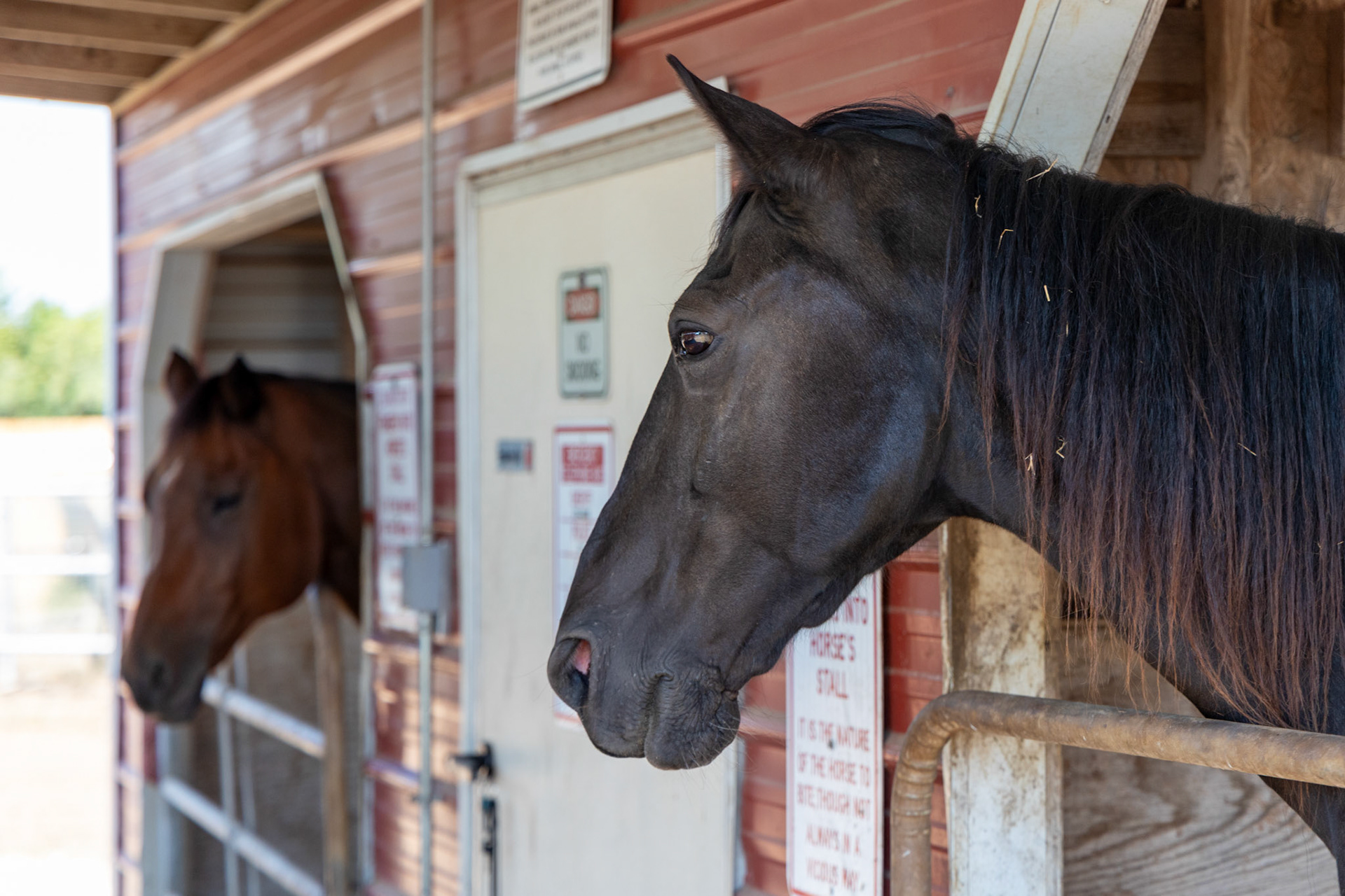 Equine therapy horses in the stable for the Bexar County Juvenile Probation Department’s CHAPS program on Oct. 1, 2025, in San Antonio.
