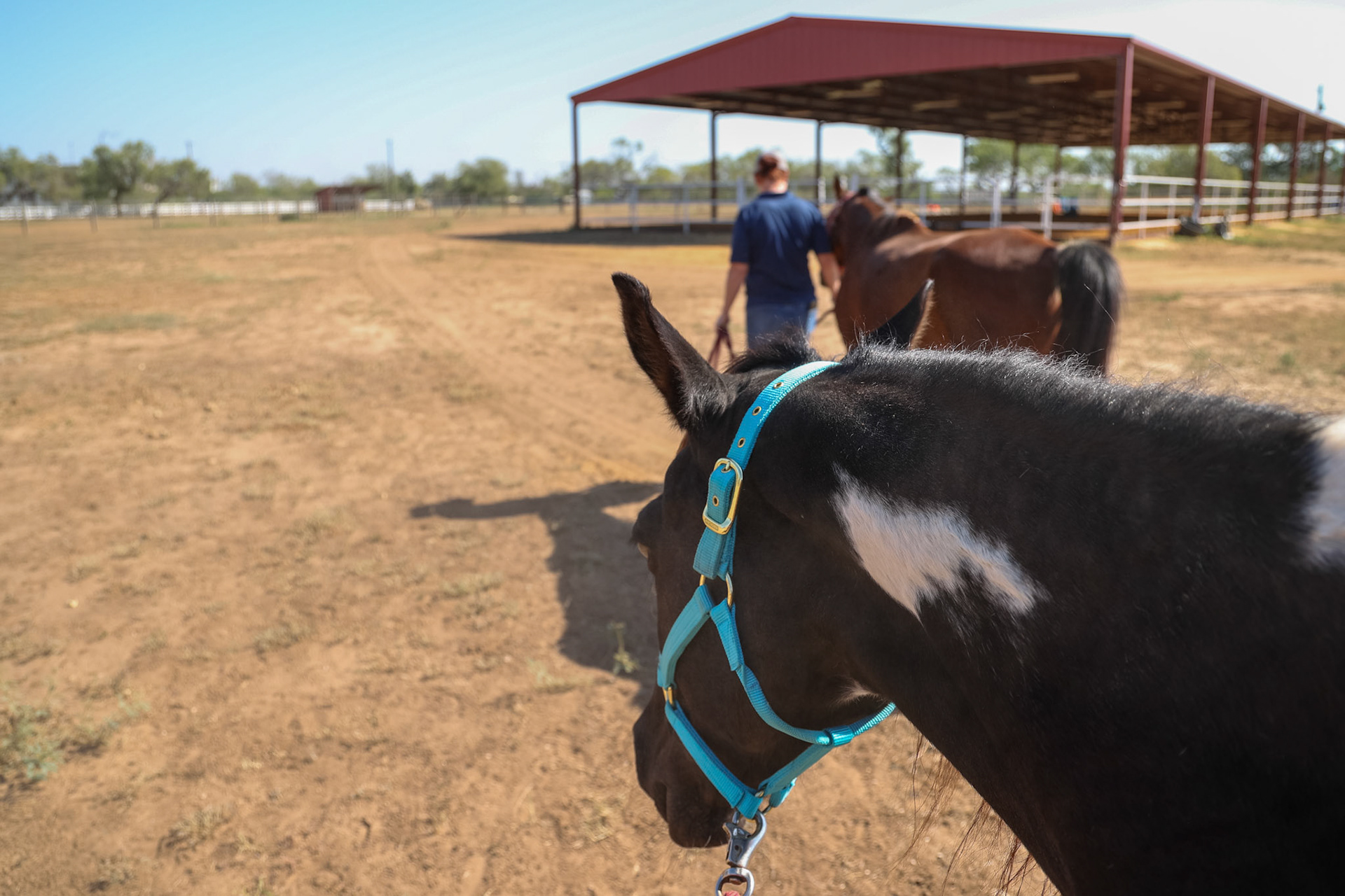 A program specialist walks equine therapy horses to a feeding corral at the Bexar County Juvenile Probation Department’s CHAPS program on Oct. 1, 2025, in San Antonio.