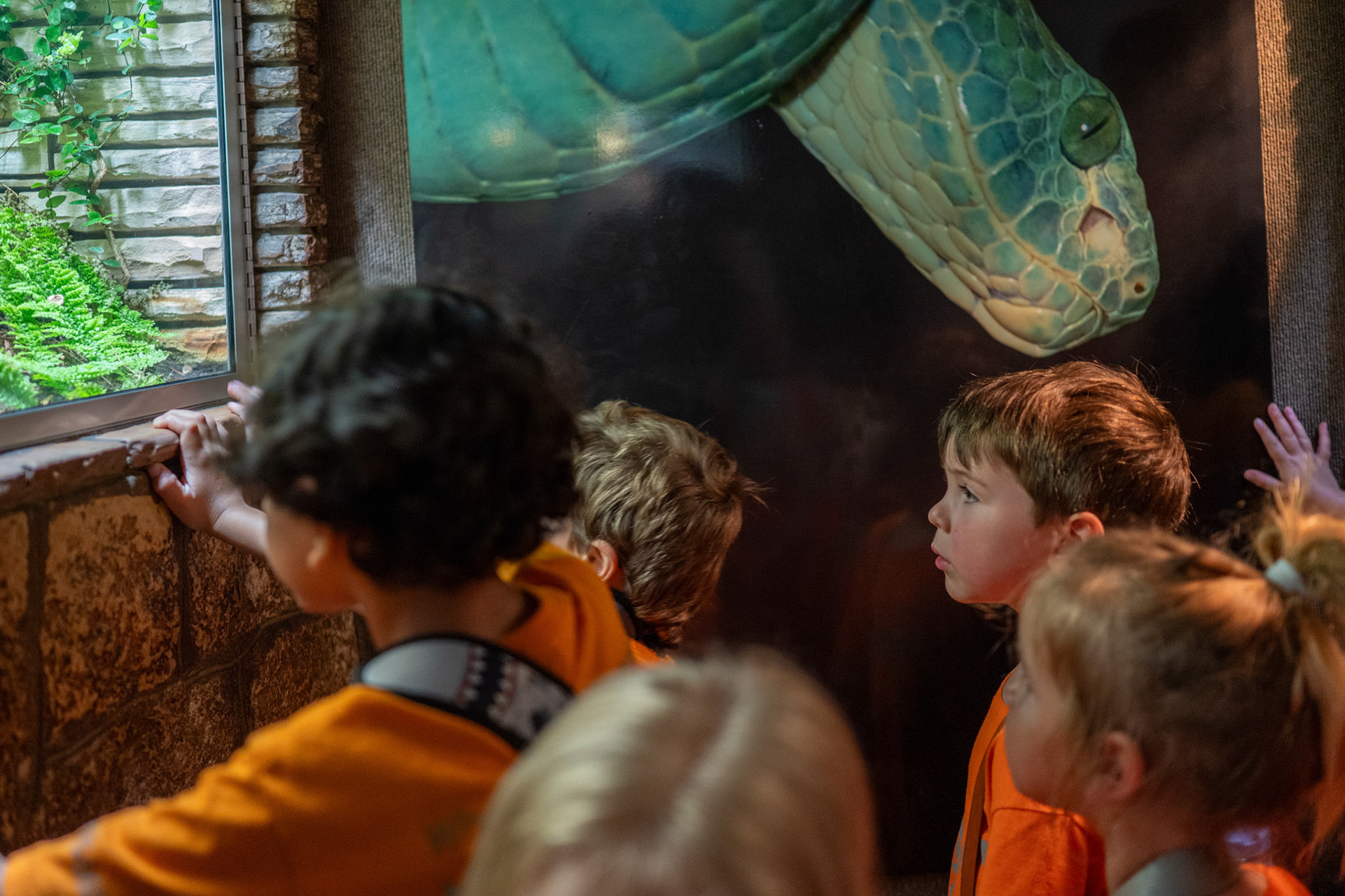 Children with the Will Smith Zoo School look into a snake exhibit in the Reptile House at the San Antonio Zoo on June 17, 2025.