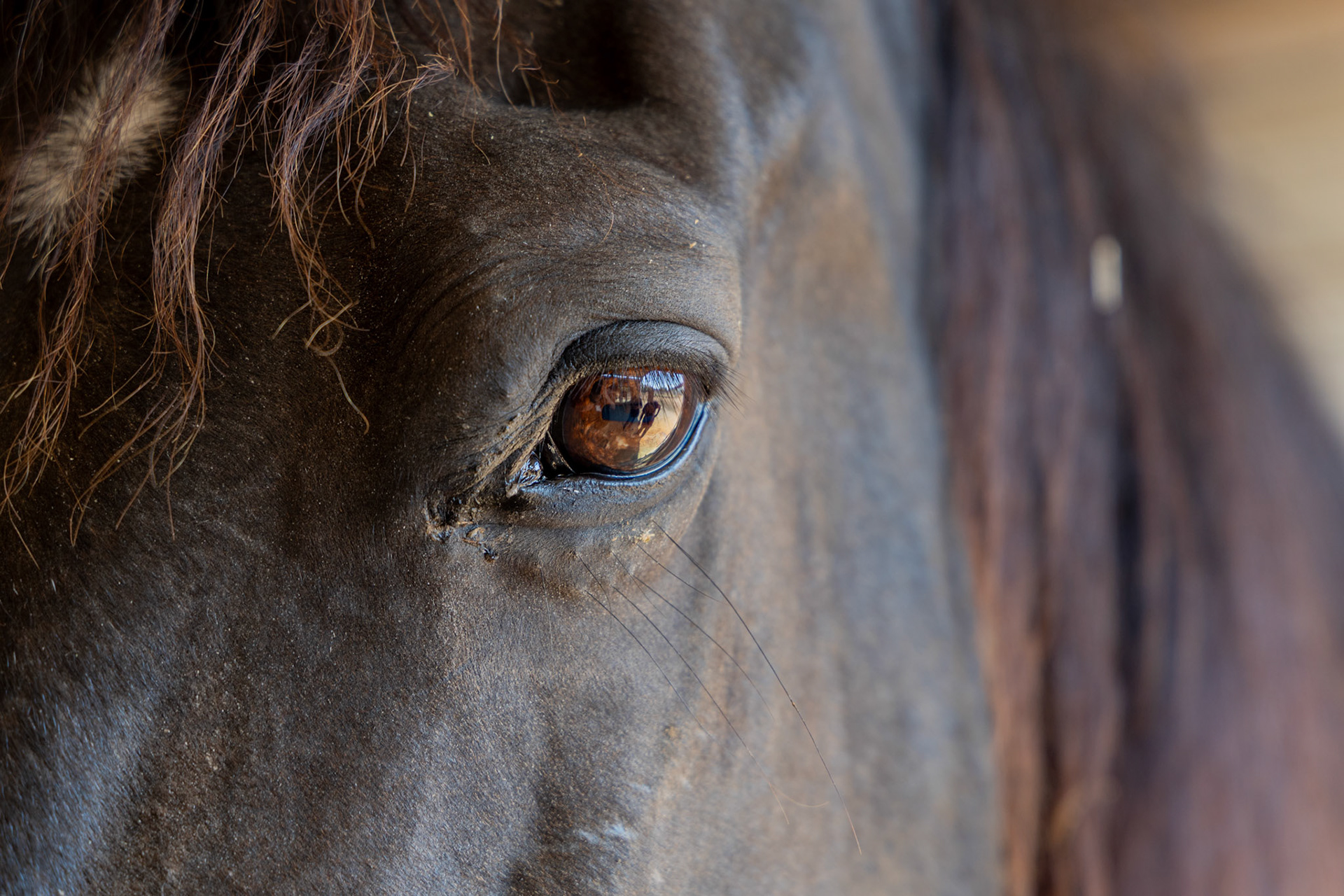 The eye of an equine therapy horse at the stable for the Bexar County Juvenile Probation Department’s CHAPS program on Oct. 1, 2025, in San Antonio.