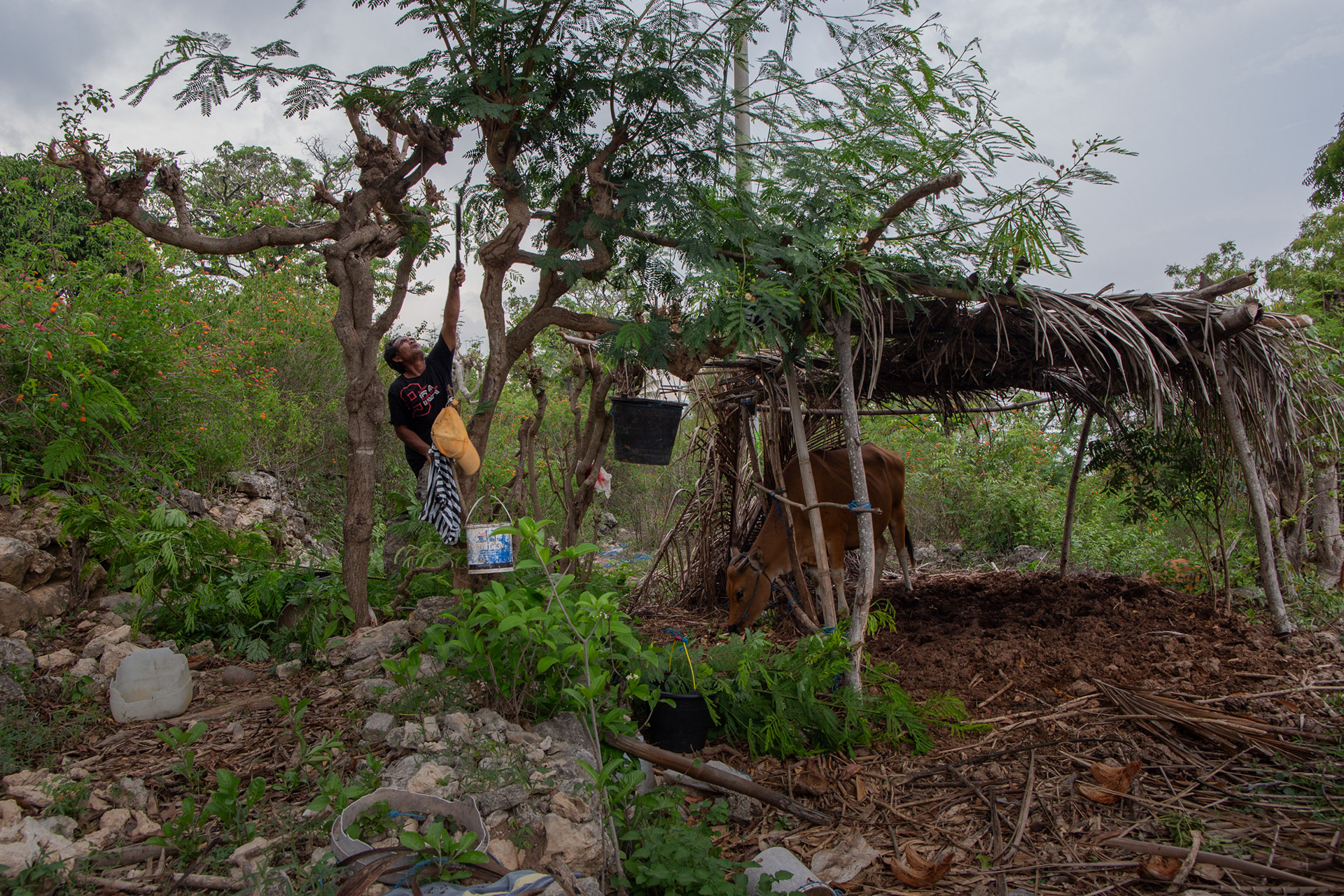 Nyoman Cakra, 57, hard work extends to livestock also. He cuts branches to feed his cow. Cakra is a seaweed farmer Semaya Village, Nusa Pineda, November 19, 2024.